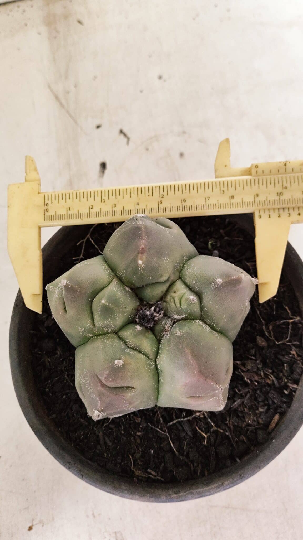 MATRIZ ASTROPHYTUM cv KIKKO Nº 1037 – vaso 15 - foto 5