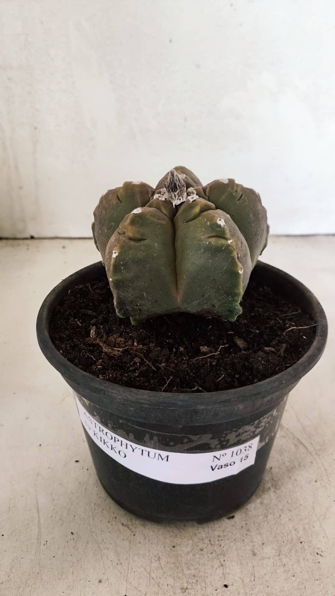 MATRIZ ASTROPHYTUM cv KIKKO Nº 1038 – vaso 15 - foto 2