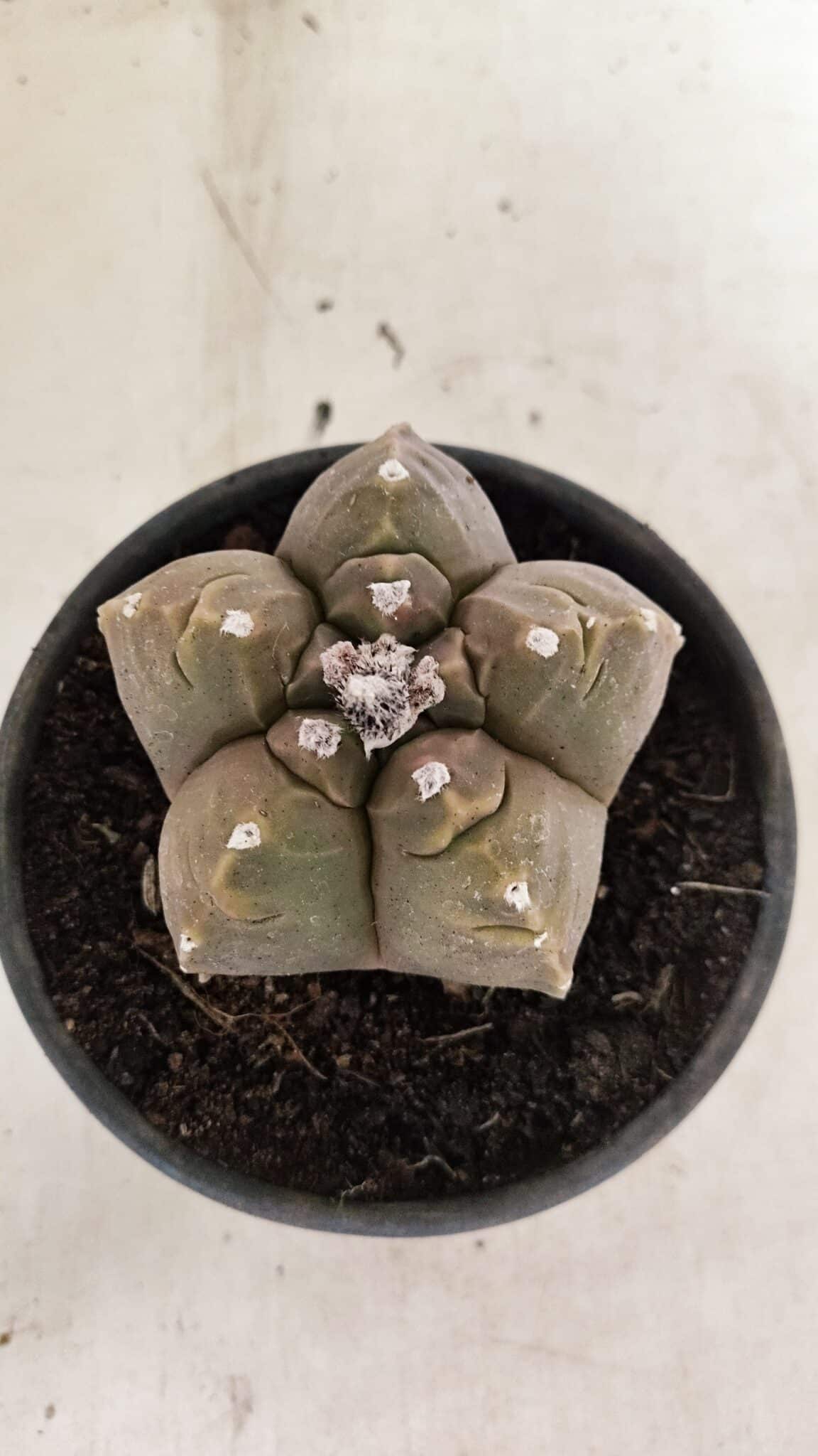 MATRIZ ASTROPHYTUM cv KIKKO Nº 1038 – vaso 15 - foto 3