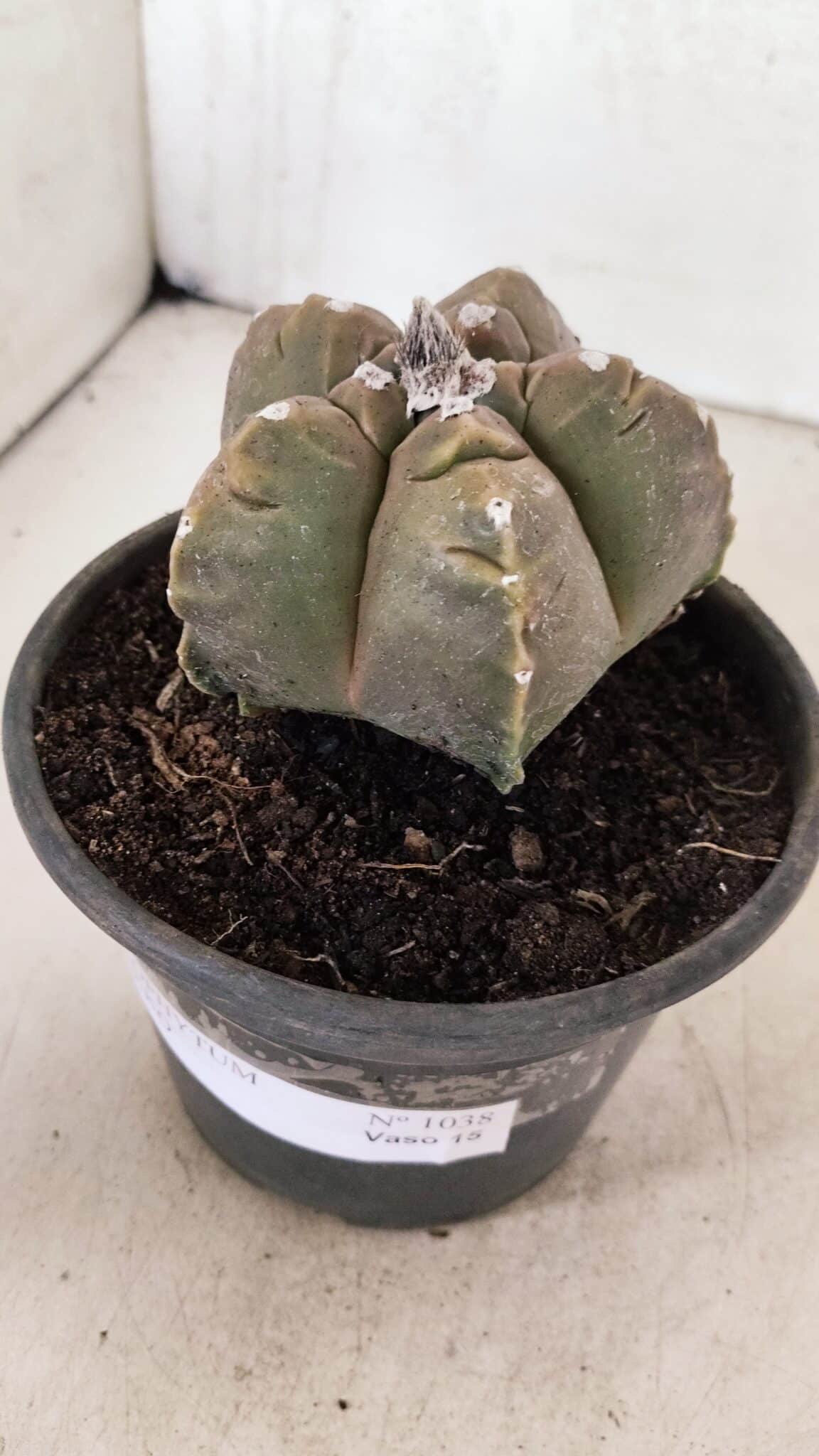 MATRIZ ASTROPHYTUM cv KIKKO Nº 1038 – vaso 15 - foto 8