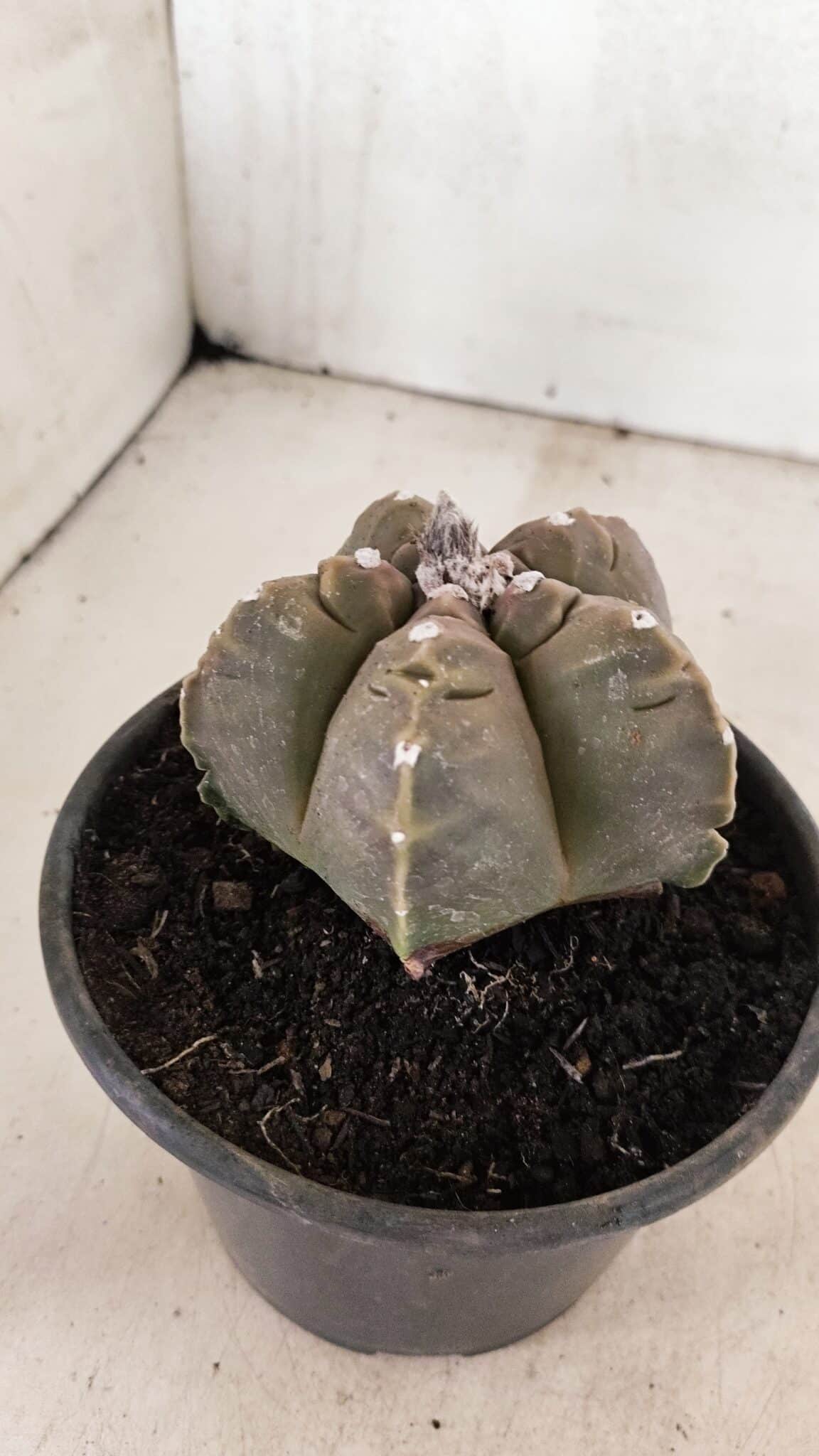 MATRIZ ASTROPHYTUM cv KIKKO Nº 1038 – vaso 15 - foto 7