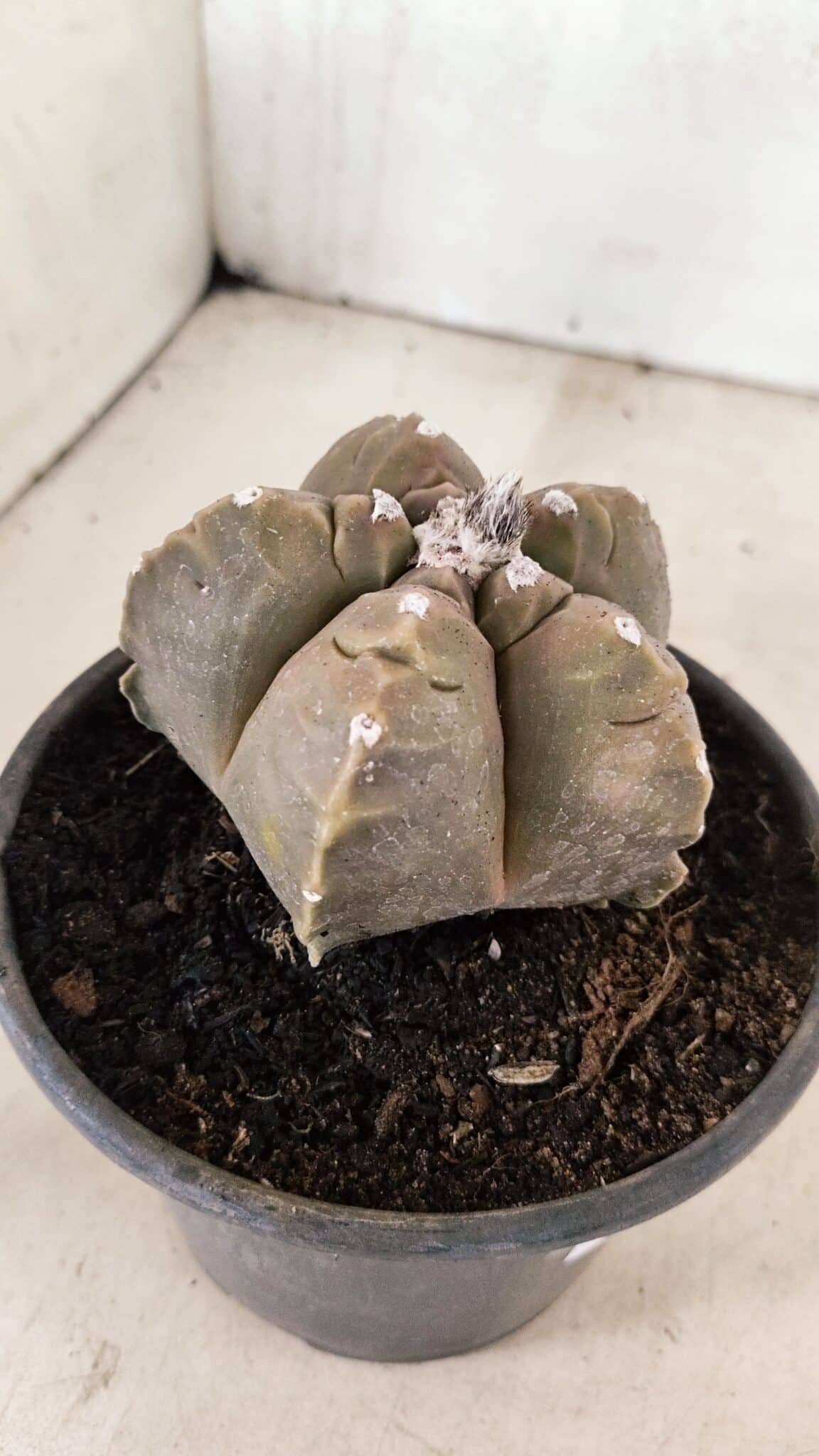 MATRIZ ASTROPHYTUM cv KIKKO Nº 1038 – vaso 15 - foto 6