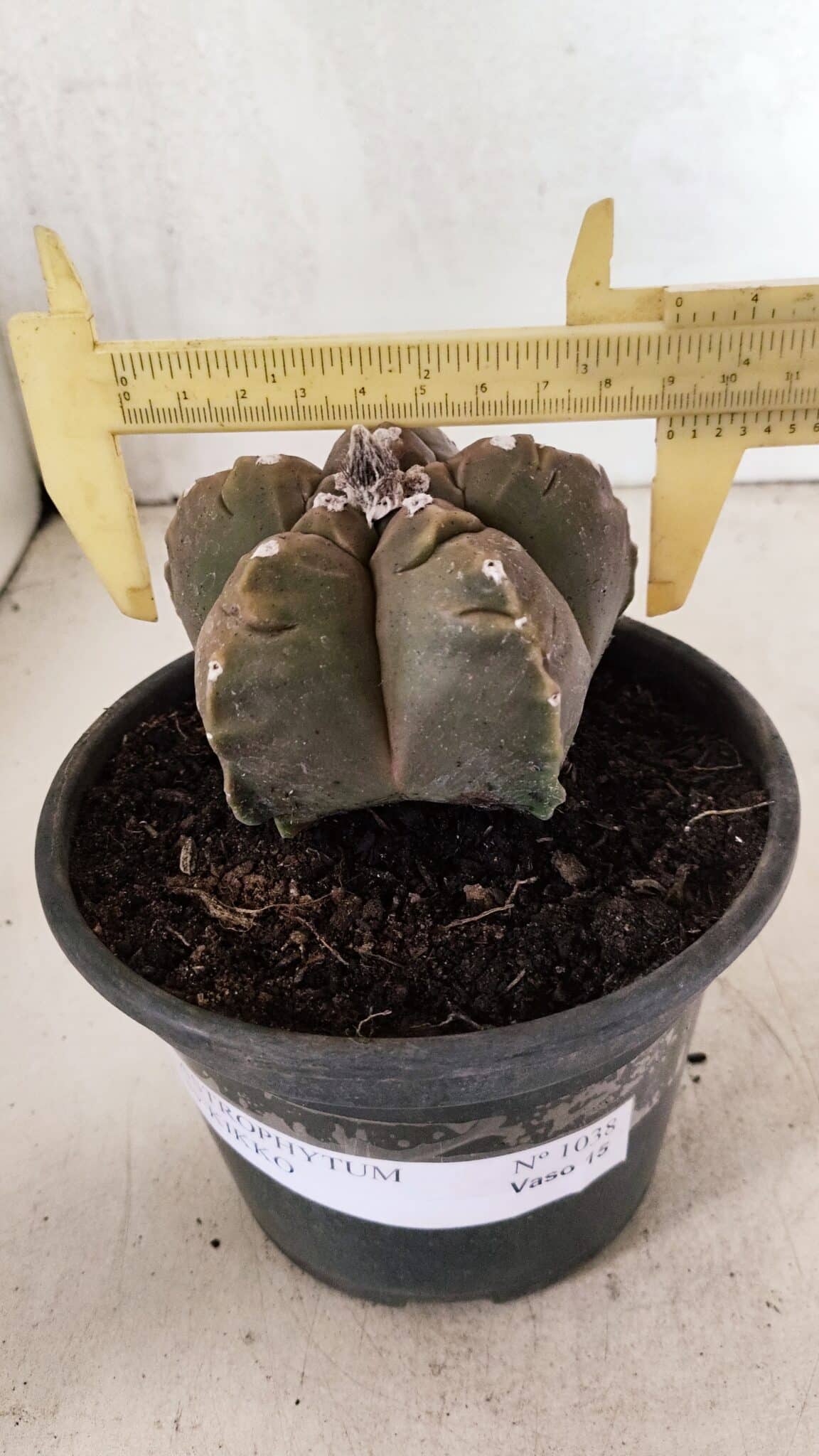 MATRIZ ASTROPHYTUM cv KIKKO Nº 1038 – vaso 15 - foto 4
