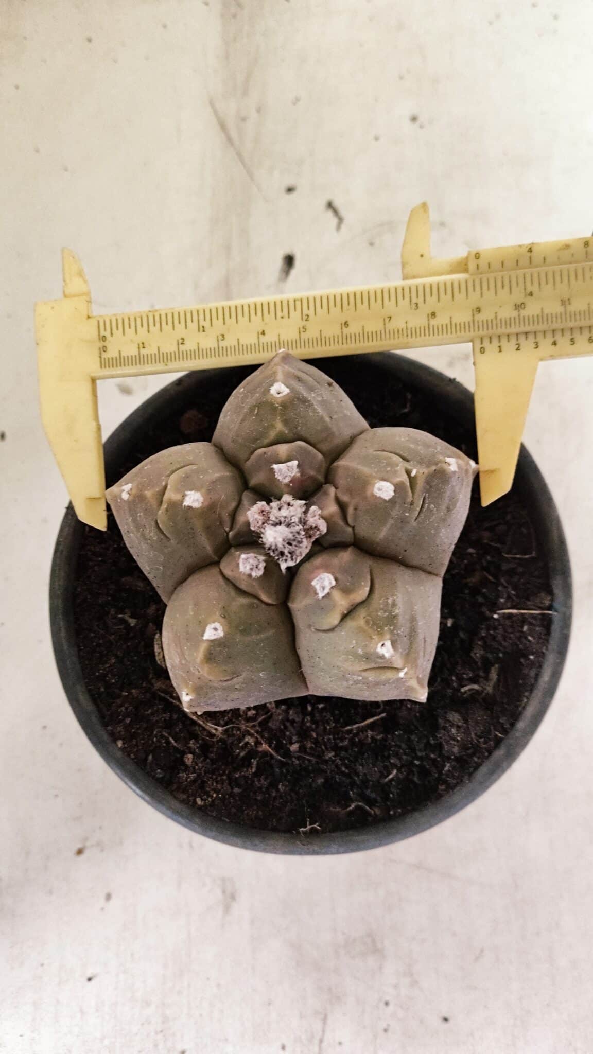 MATRIZ ASTROPHYTUM cv KIKKO Nº 1038 – vaso 15 - foto 5