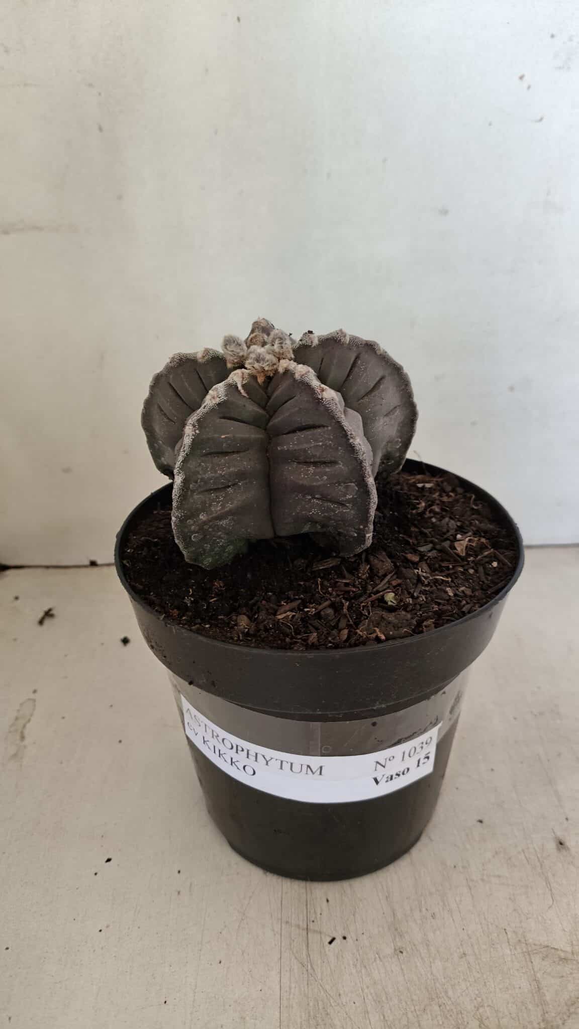 ASTROPHYTUM cv KIKKO Nº 1039 – vaso 15 - foto 2