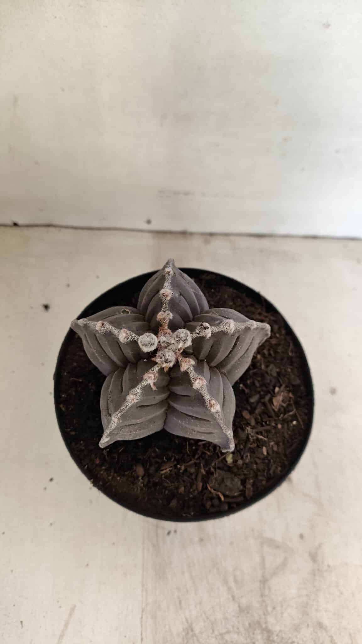 ASTROPHYTUM cv KIKKO Nº 1039 – vaso 15 - foto 3