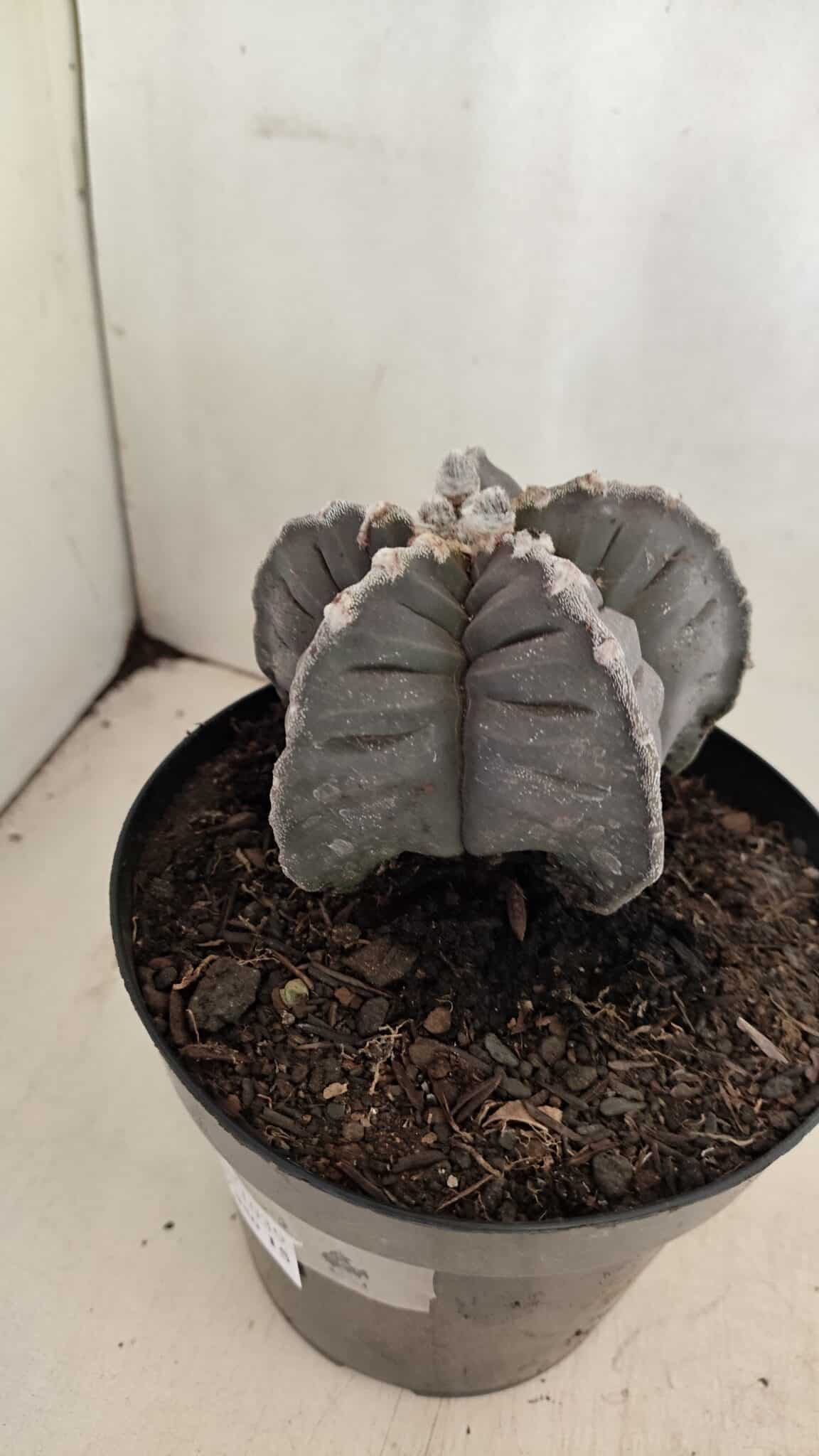 ASTROPHYTUM cv KIKKO Nº 1039 – vaso 15 - foto 9