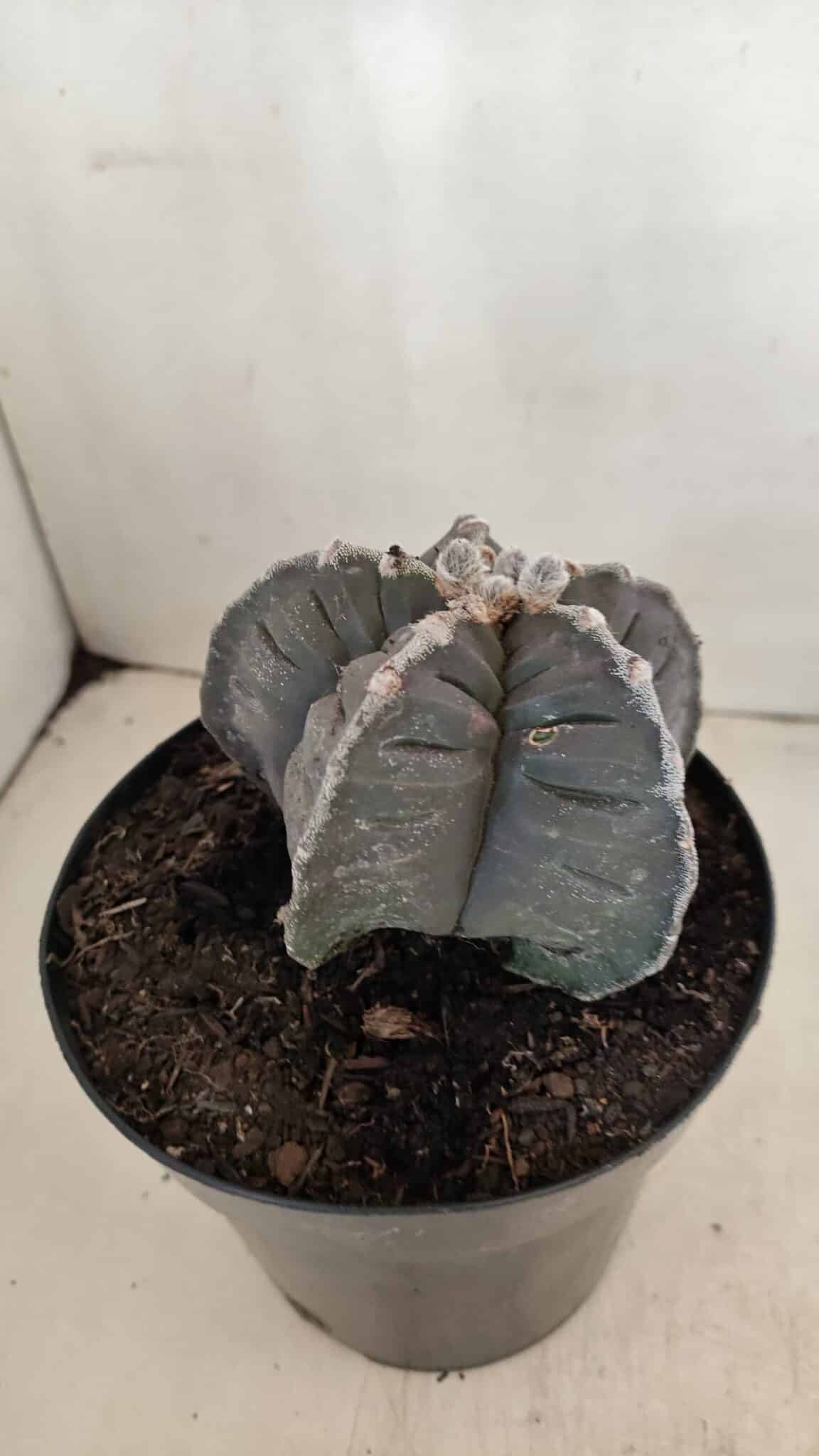 ASTROPHYTUM cv KIKKO Nº 1039 – vaso 15 - foto 8
