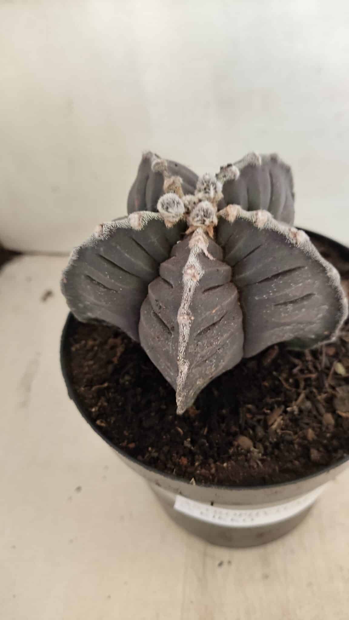 ASTROPHYTUM cv KIKKO Nº 1039 – vaso 15 - foto 7