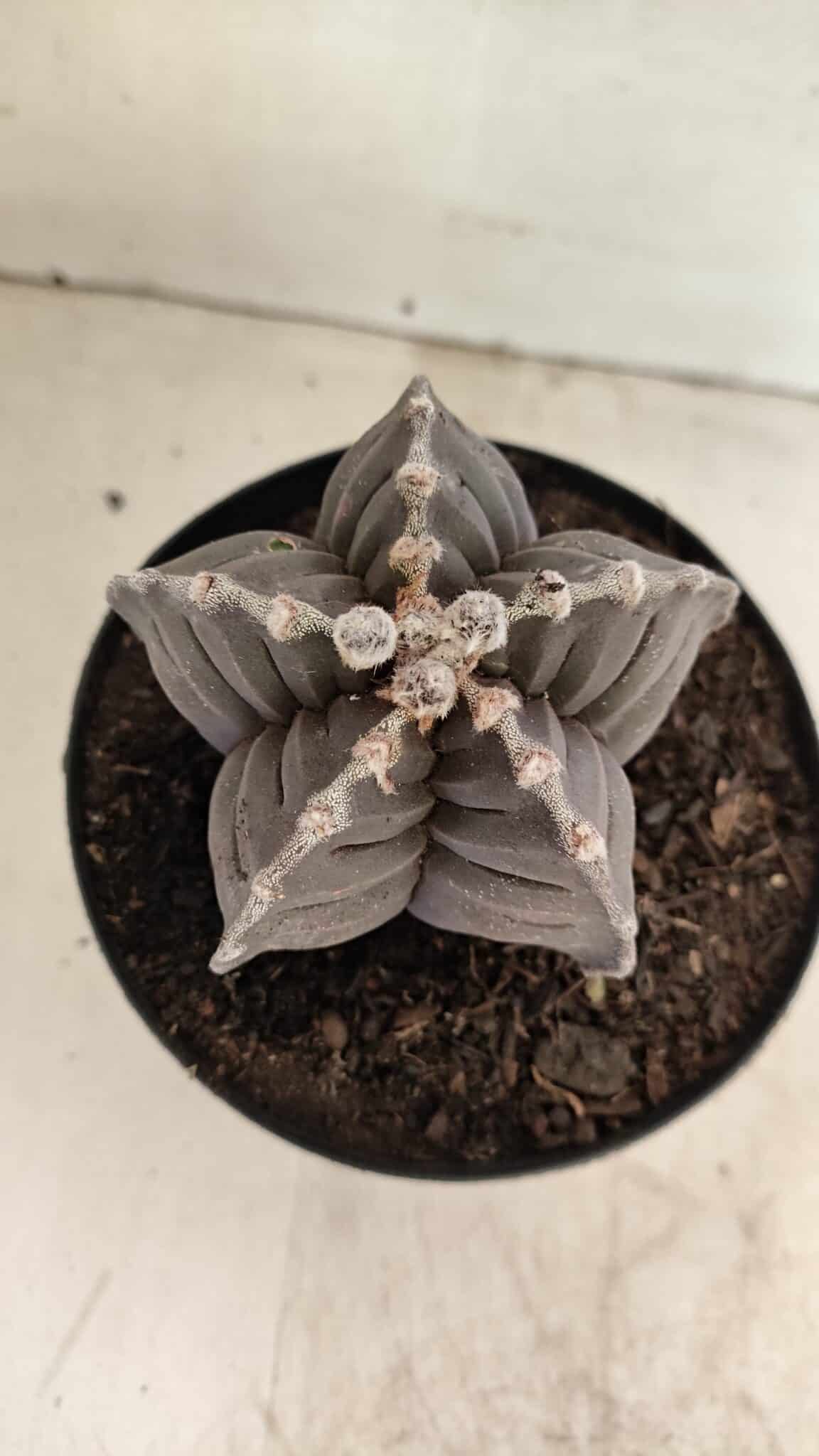 ASTROPHYTUM cv KIKKO Nº 1039 – vaso 15 - foto 6
