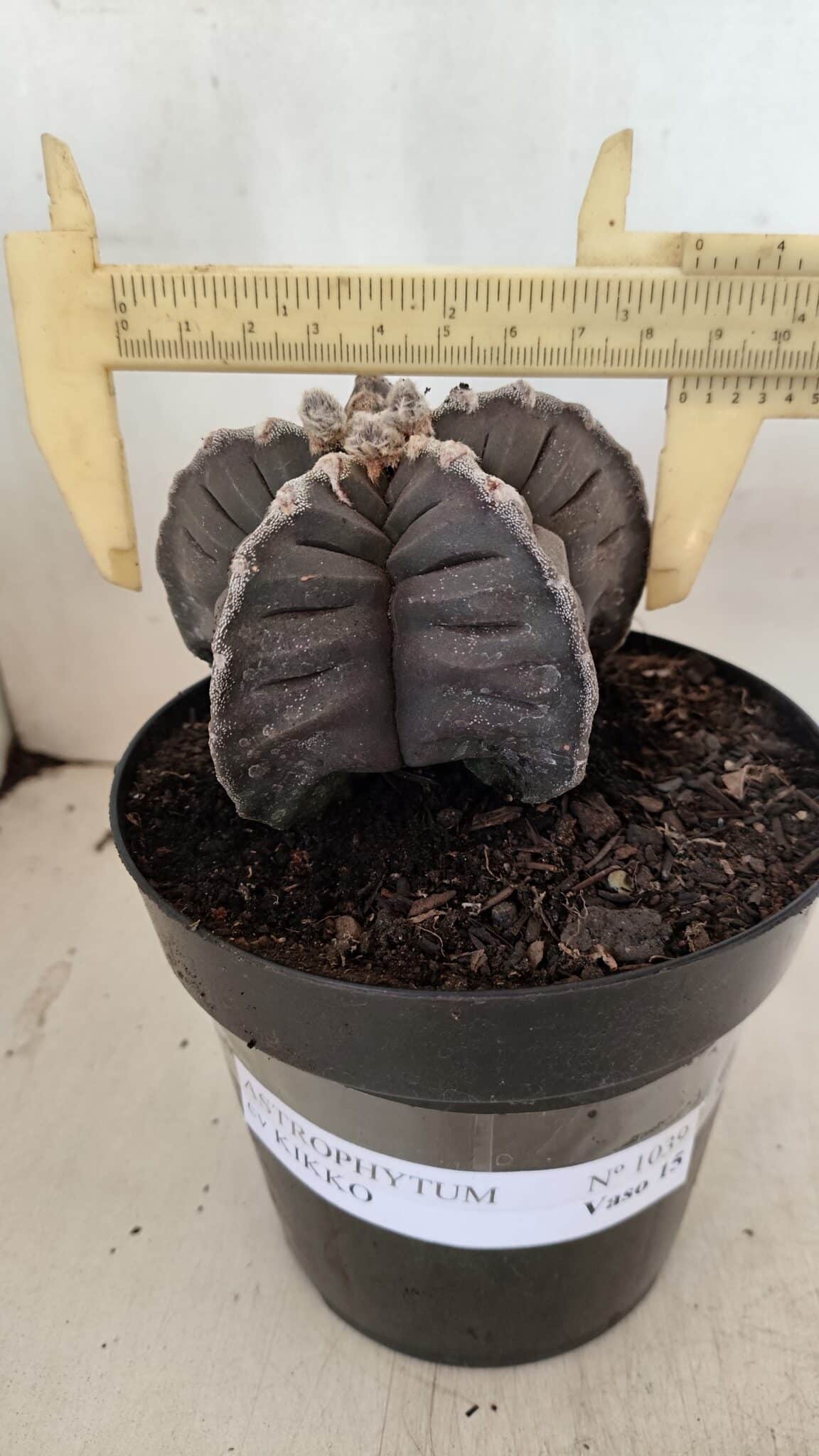 ASTROPHYTUM cv KIKKO Nº 1039 – vaso 15 - foto 4