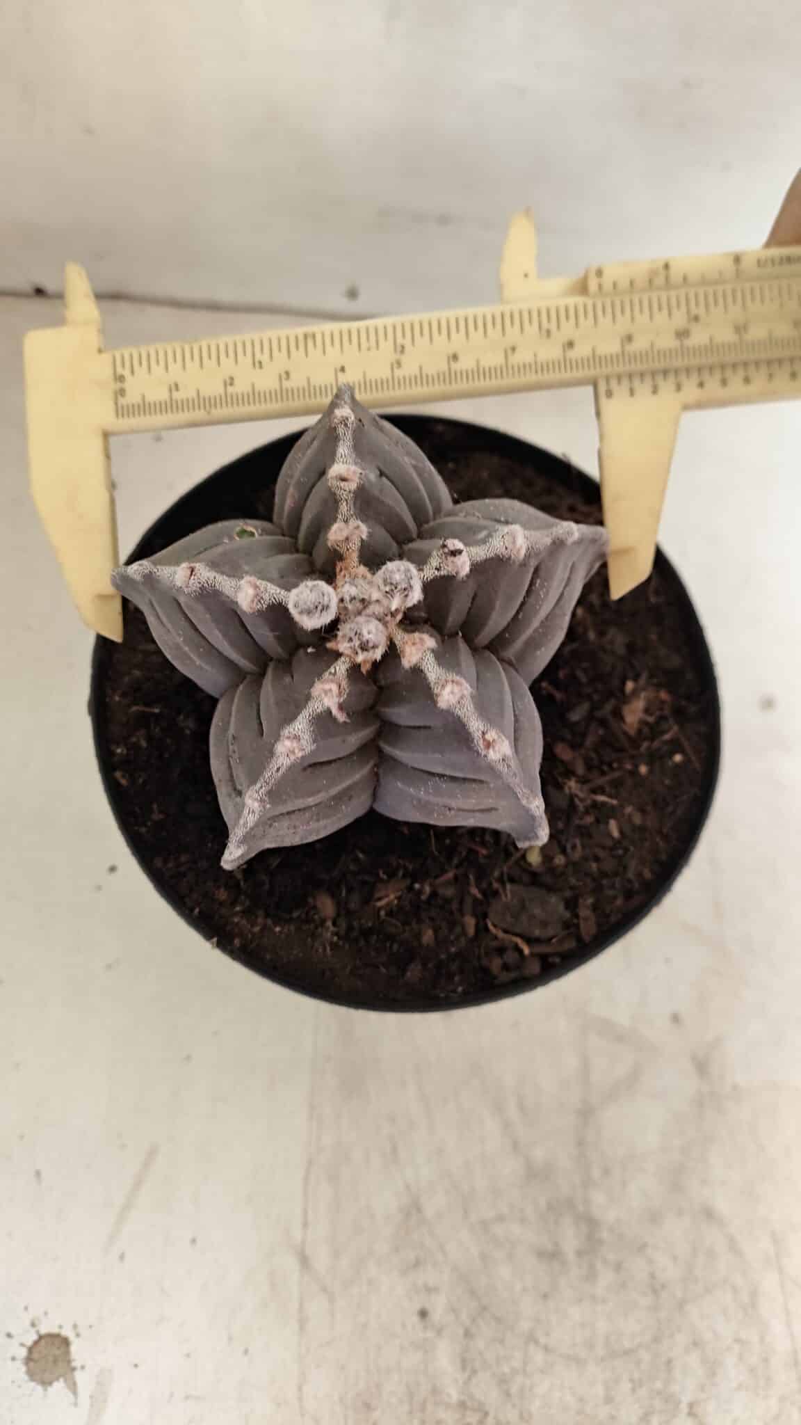 ASTROPHYTUM cv KIKKO Nº 1039 – vaso 15 - foto 5