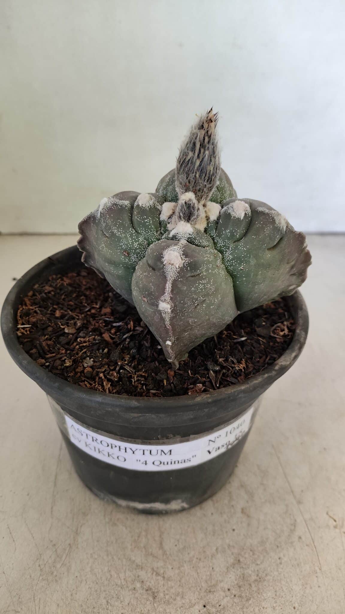 MATRIZ ASTROPHYTUM cv KIKKO "4 Quinas" Nº 1040 – vaso 15 - foto 2
