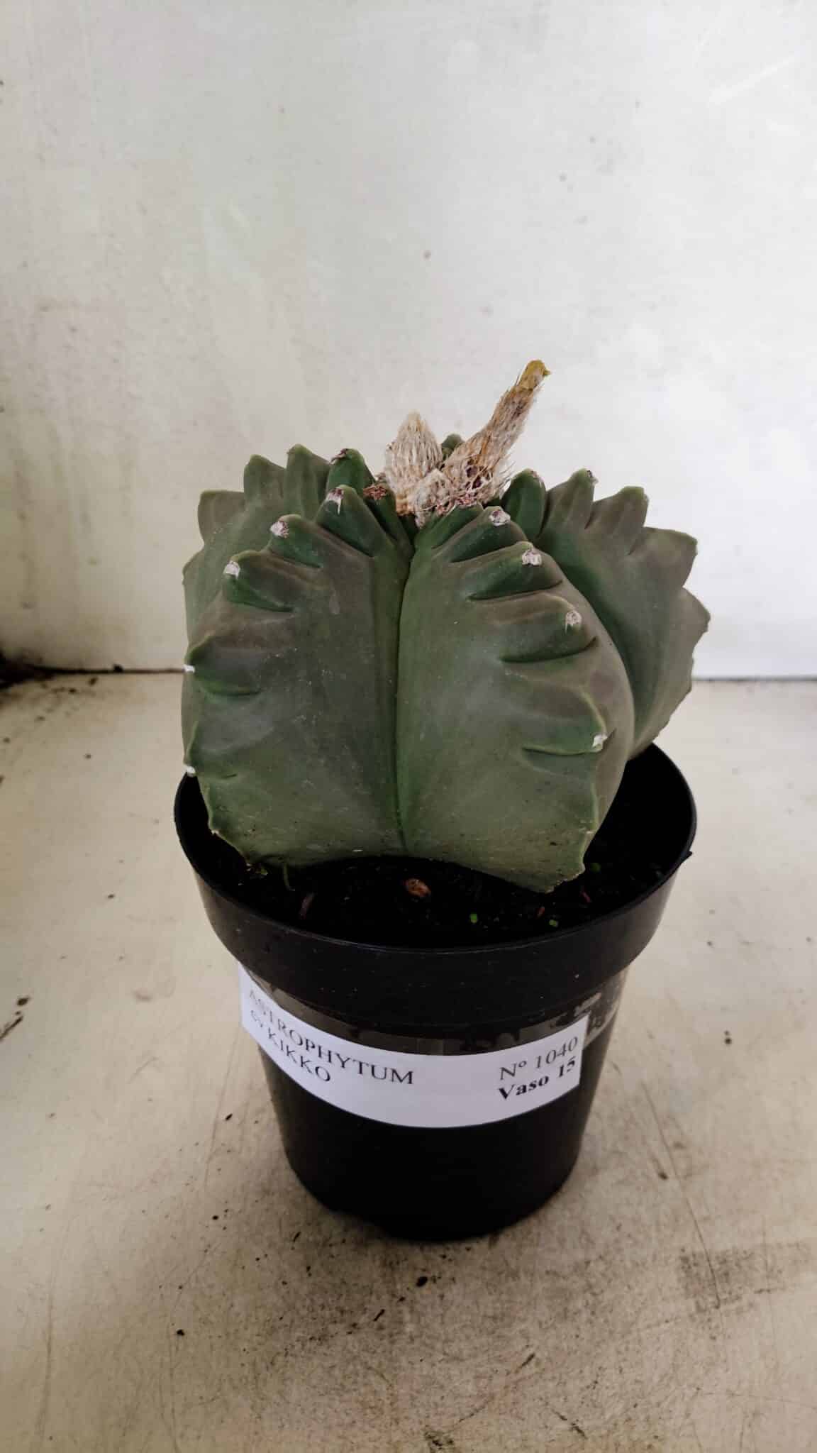 MATRIZ ASTROPHYTUM cv KIKKO  Nº 1040 – vaso 15 - foto 2