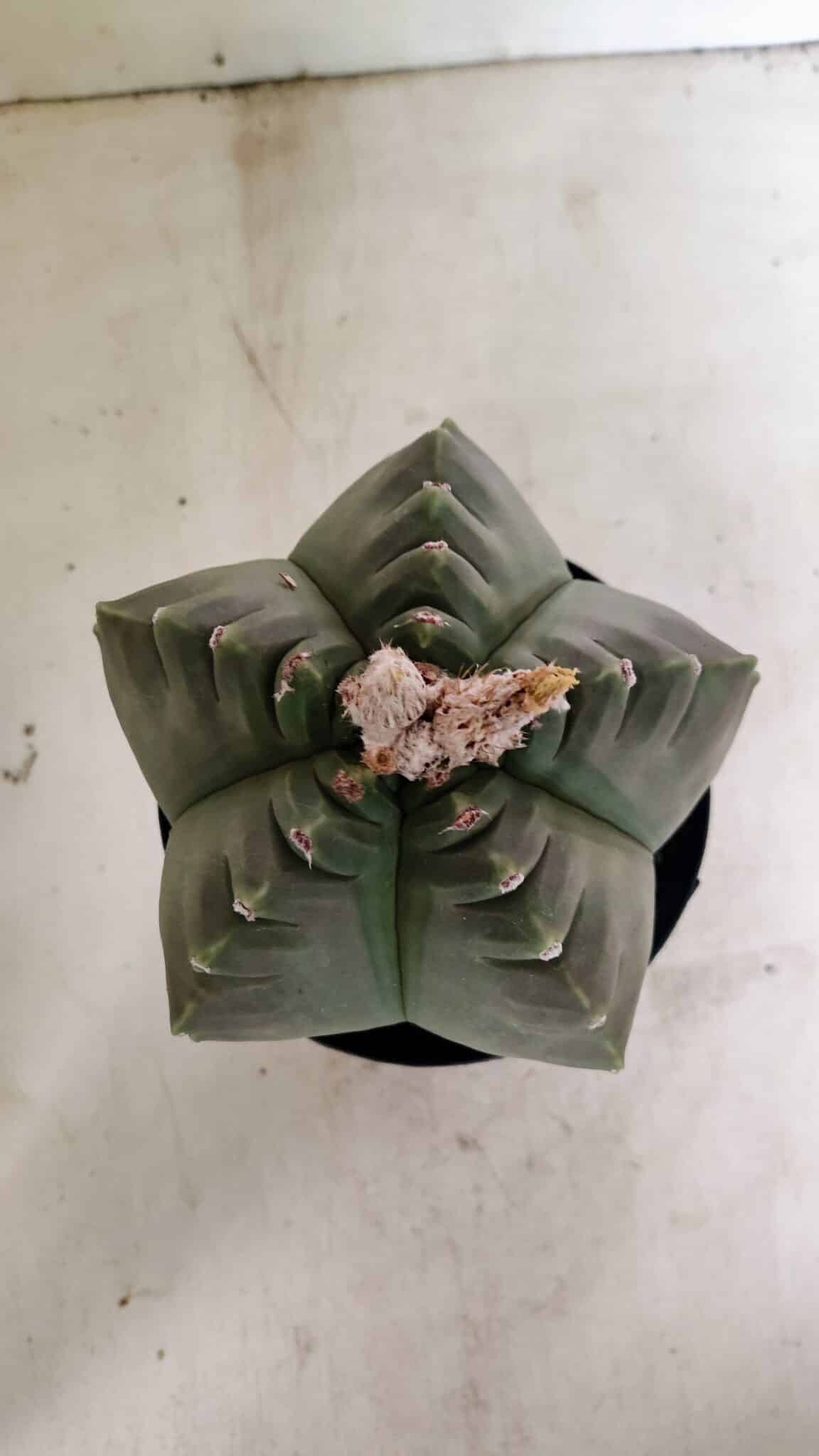 MATRIZ ASTROPHYTUM cv KIKKO  Nº 1040 – vaso 15 - foto 3