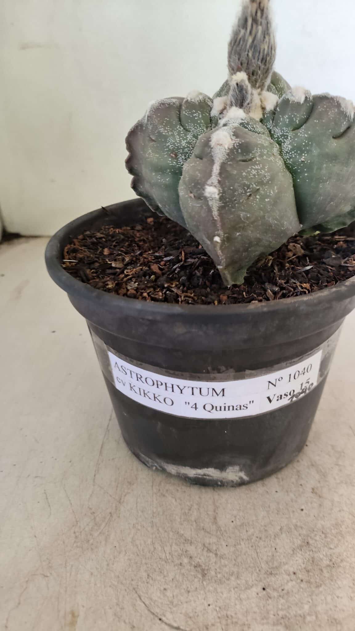MATRIZ ASTROPHYTUM cv KIKKO "4 Quinas" Nº 1040 – vaso 15 - foto 9