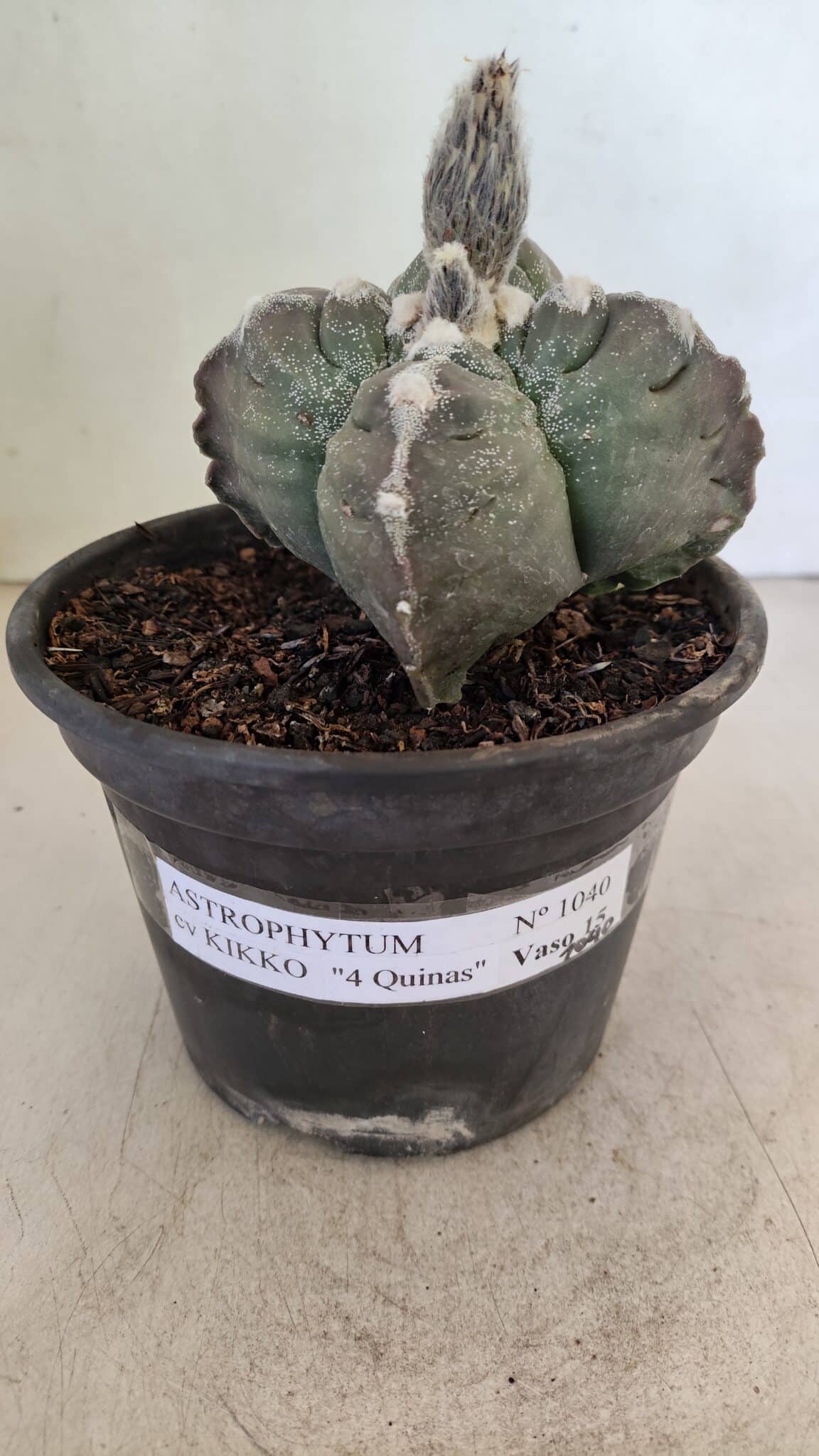 MATRIZ ASTROPHYTUM cv KIKKO "4 Quinas" Nº 1040 – vaso 15 - foto 8