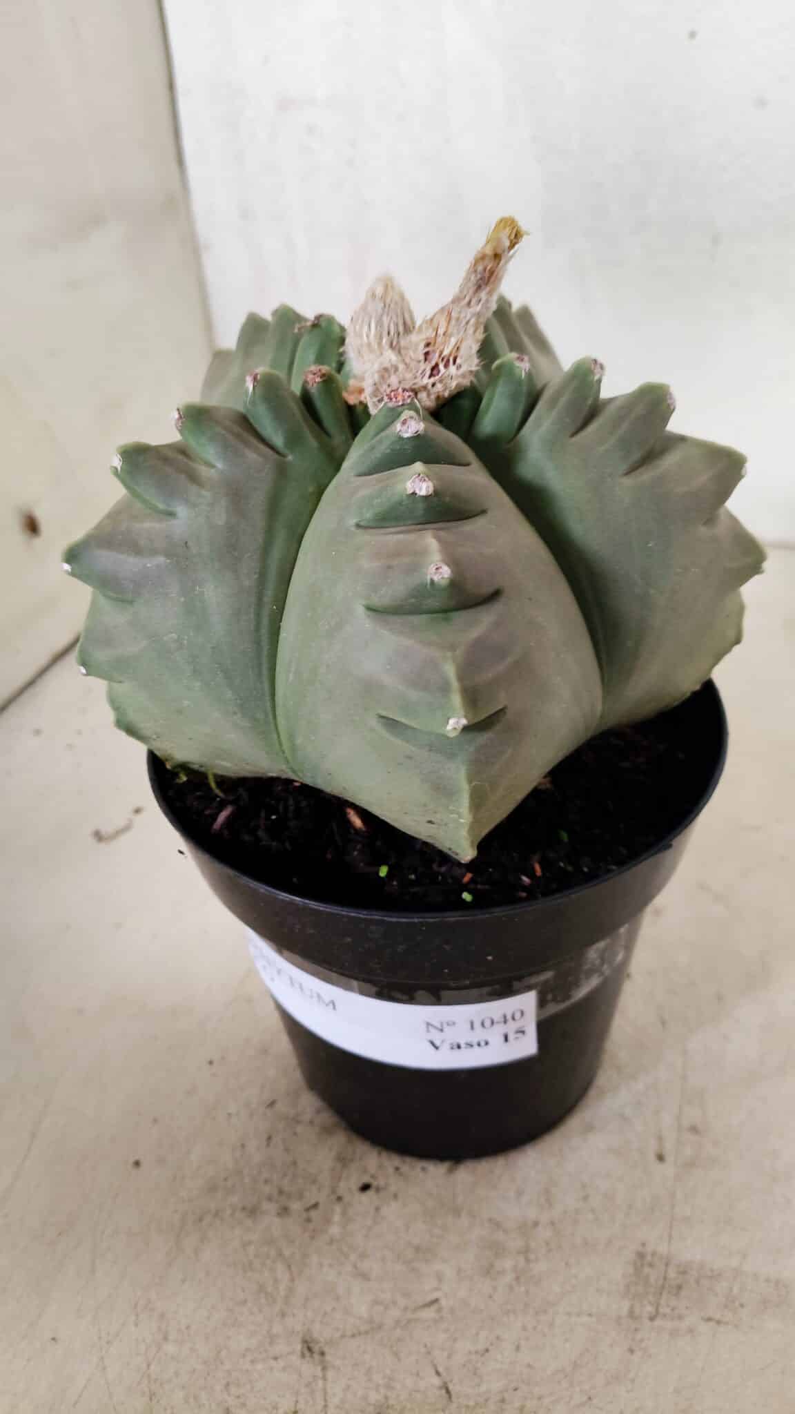 MATRIZ ASTROPHYTUM cv KIKKO  Nº 1040 – vaso 15 - foto 8