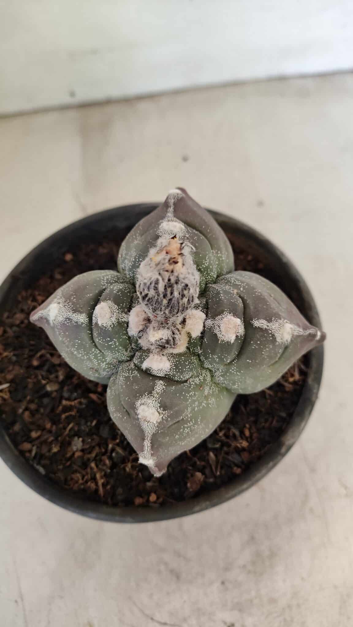 MATRIZ ASTROPHYTUM cv KIKKO "4 Quinas" Nº 1040 – vaso 15 - foto 3