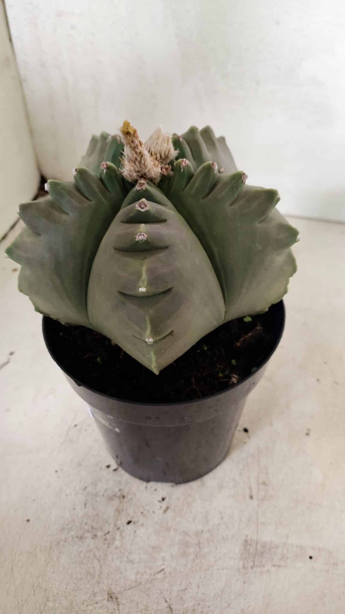 MATRIZ ASTROPHYTUM cv KIKKO  Nº 1040 – vaso 15 - foto 7