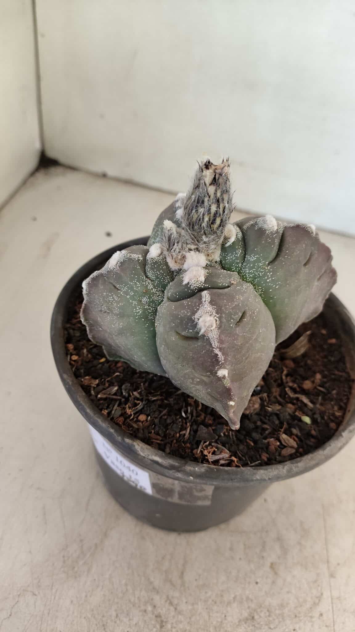 MATRIZ ASTROPHYTUM cv KIKKO "4 Quinas" Nº 1040 – vaso 15 - foto 7