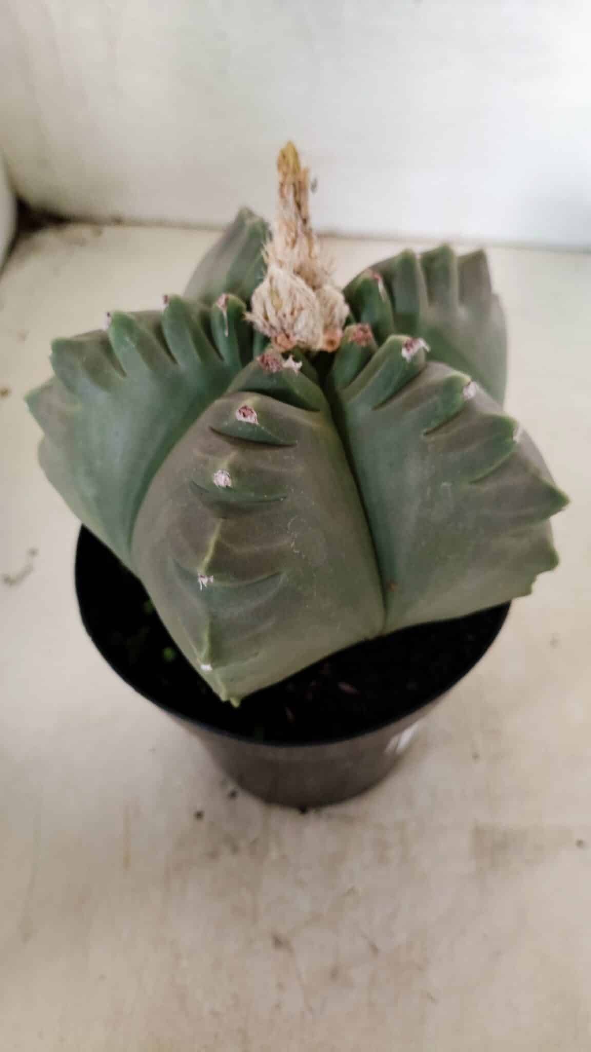 MATRIZ ASTROPHYTUM cv KIKKO  Nº 1040 – vaso 15 - foto 6