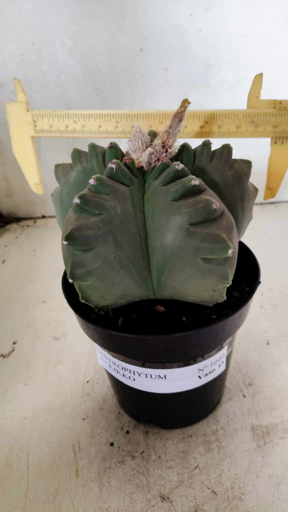 MATRIZ ASTROPHYTUM cv KIKKO  Nº 1040 – vaso 15 - foto 4