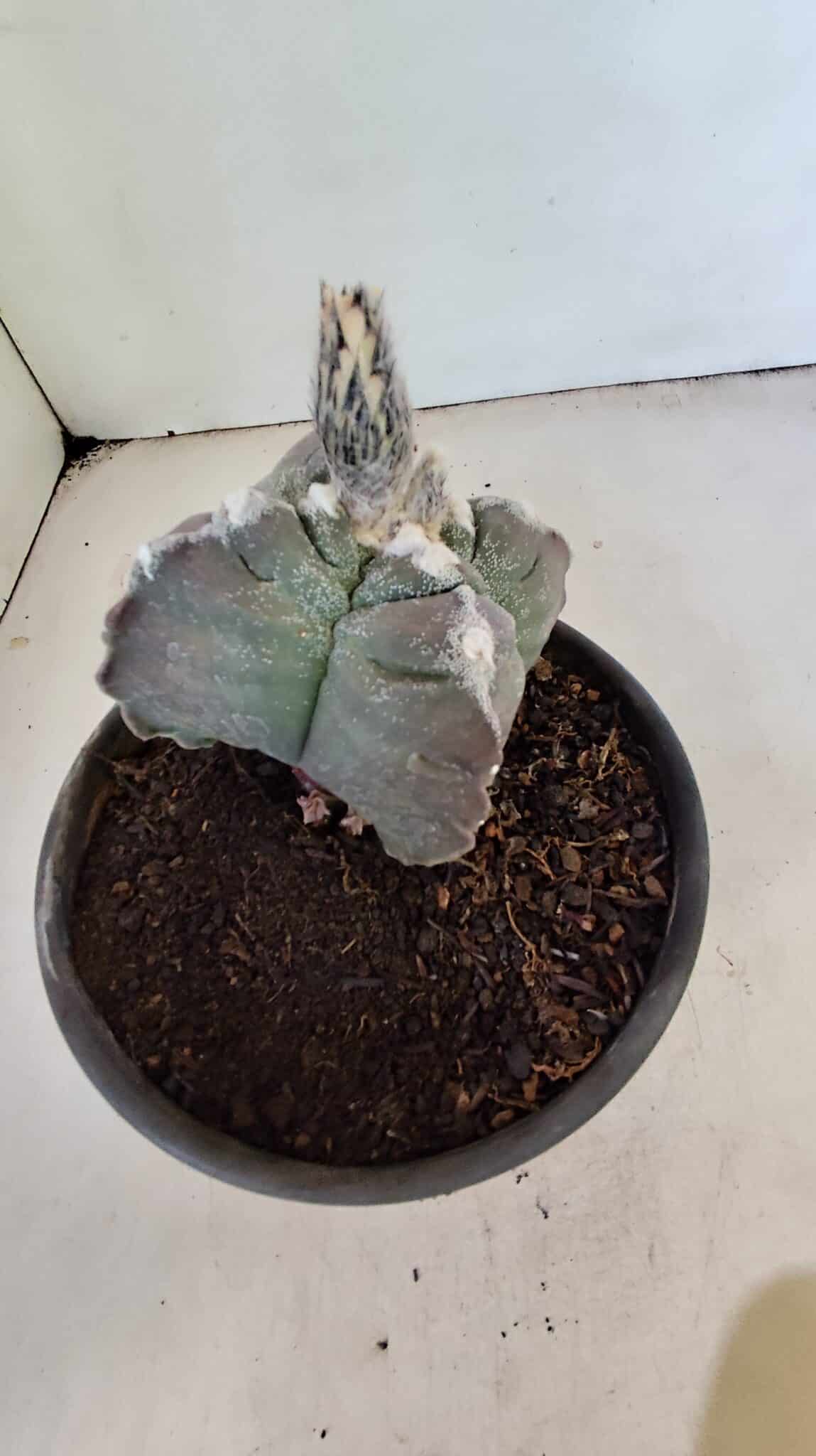 MATRIZ ASTROPHYTUM cv KIKKO "4 Quinas" Nº 1040 – vaso 15 - foto 6