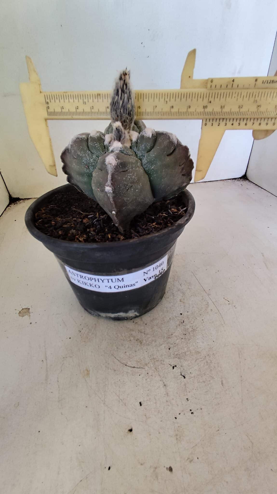 MATRIZ ASTROPHYTUM cv KIKKO "4 Quinas" Nº 1040 – vaso 15 - foto 4
