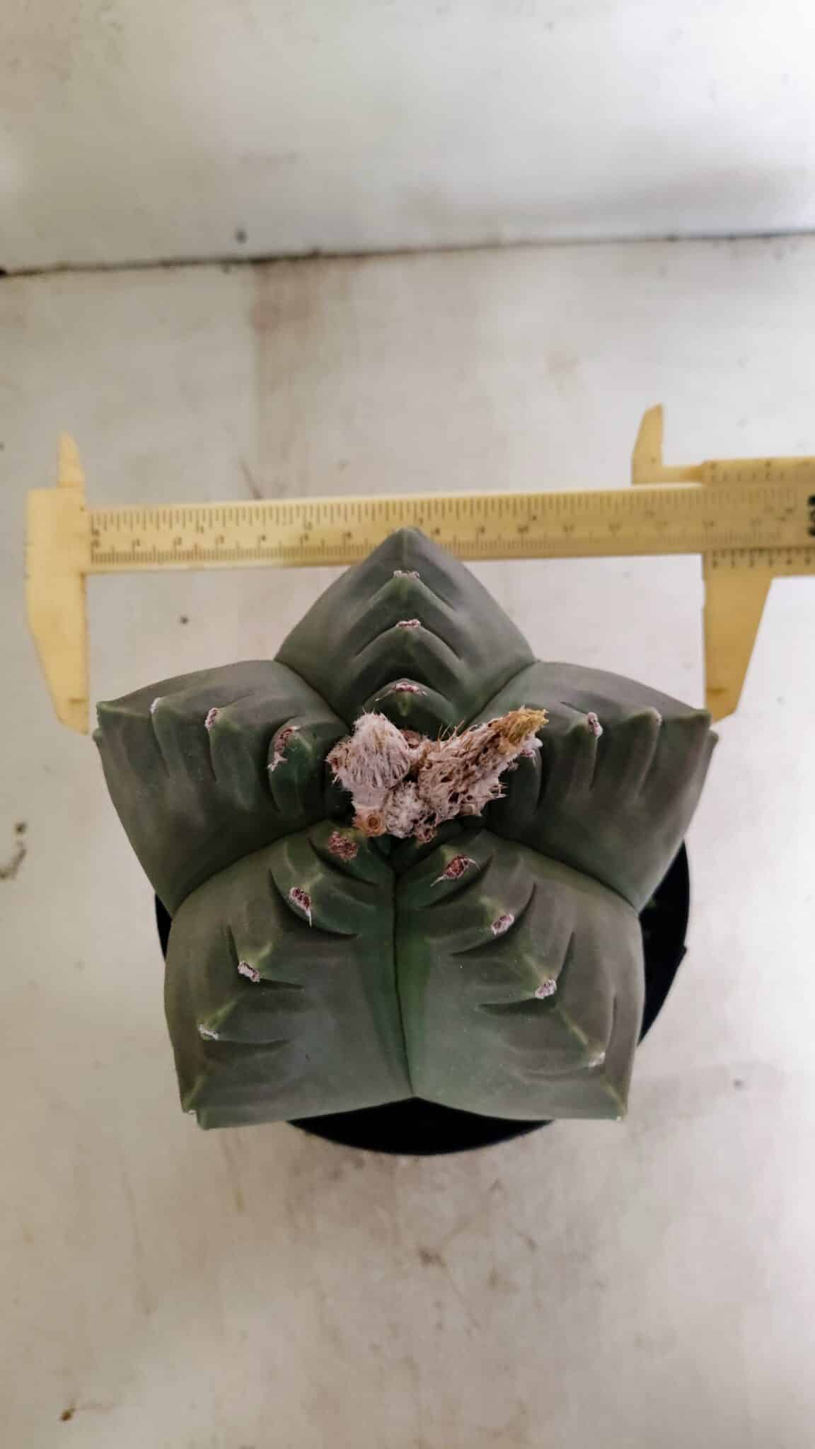 MATRIZ ASTROPHYTUM cv KIKKO  Nº 1040 – vaso 15 - foto 5