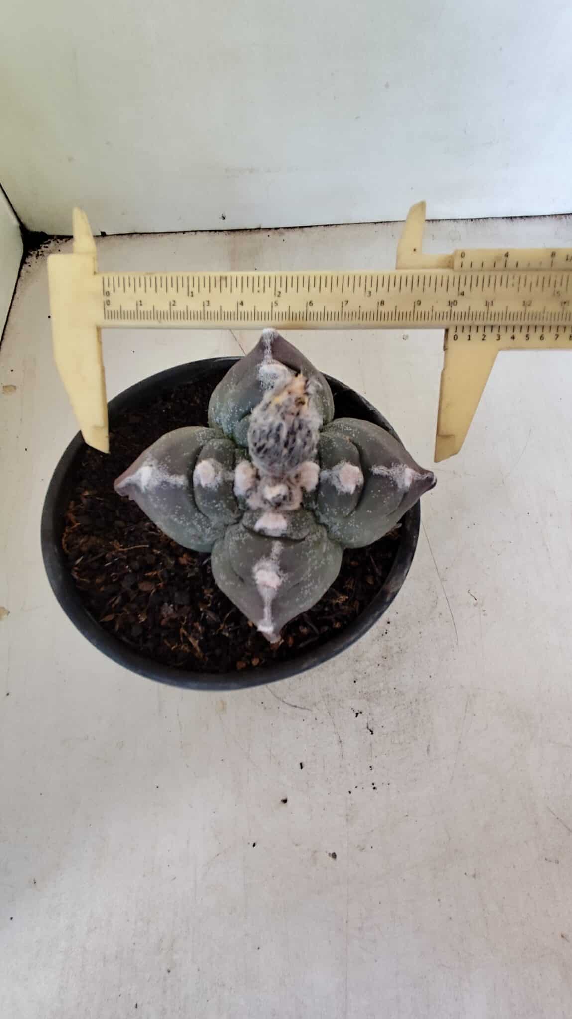 MATRIZ ASTROPHYTUM cv KIKKO "4 Quinas" Nº 1040 – vaso 15 - foto 5