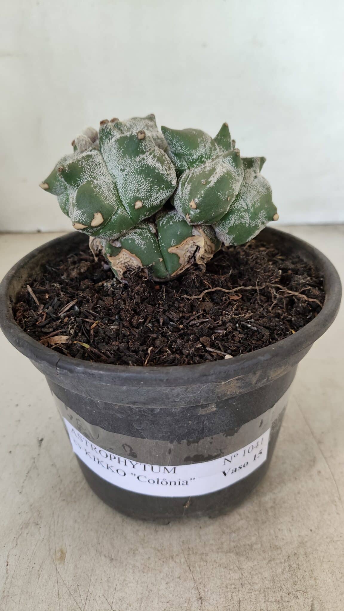MATRIZ ASTROPHYTUM cv KIKKO "Colonia" Nº 1041 – vaso 15 - foto 2