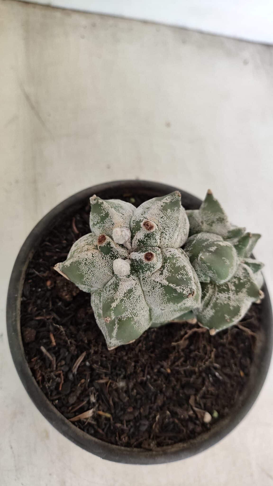 MATRIZ ASTROPHYTUM cv KIKKO "Colonia" Nº 1041 – vaso 15 - foto 8