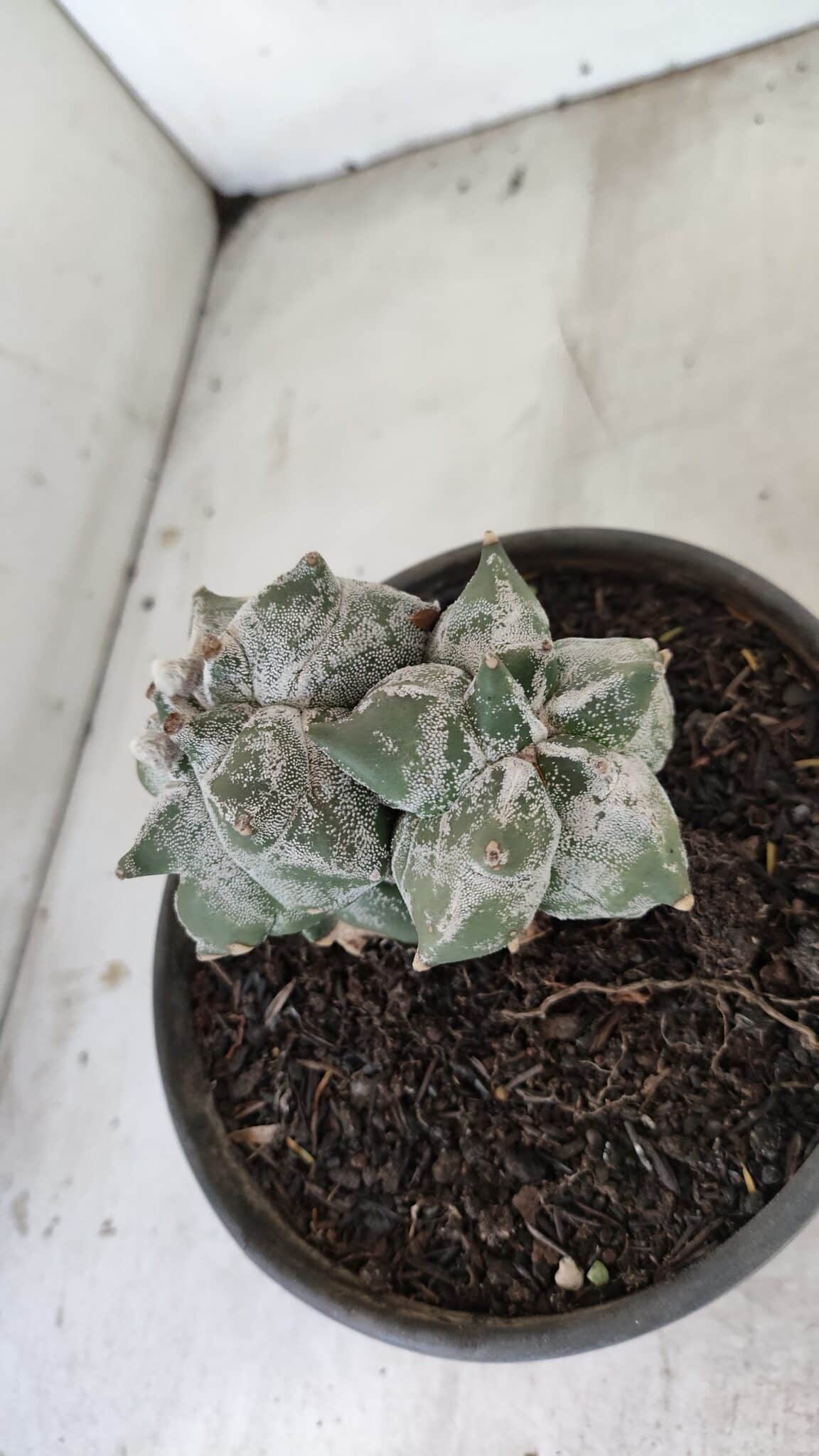 MATRIZ ASTROPHYTUM cv KIKKO "Colonia" Nº 1041 – vaso 15 - foto 7