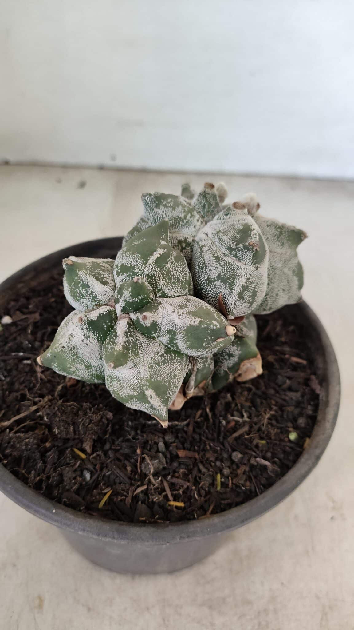 MATRIZ ASTROPHYTUM cv KIKKO "Colonia" Nº 1041 – vaso 15 - foto 3