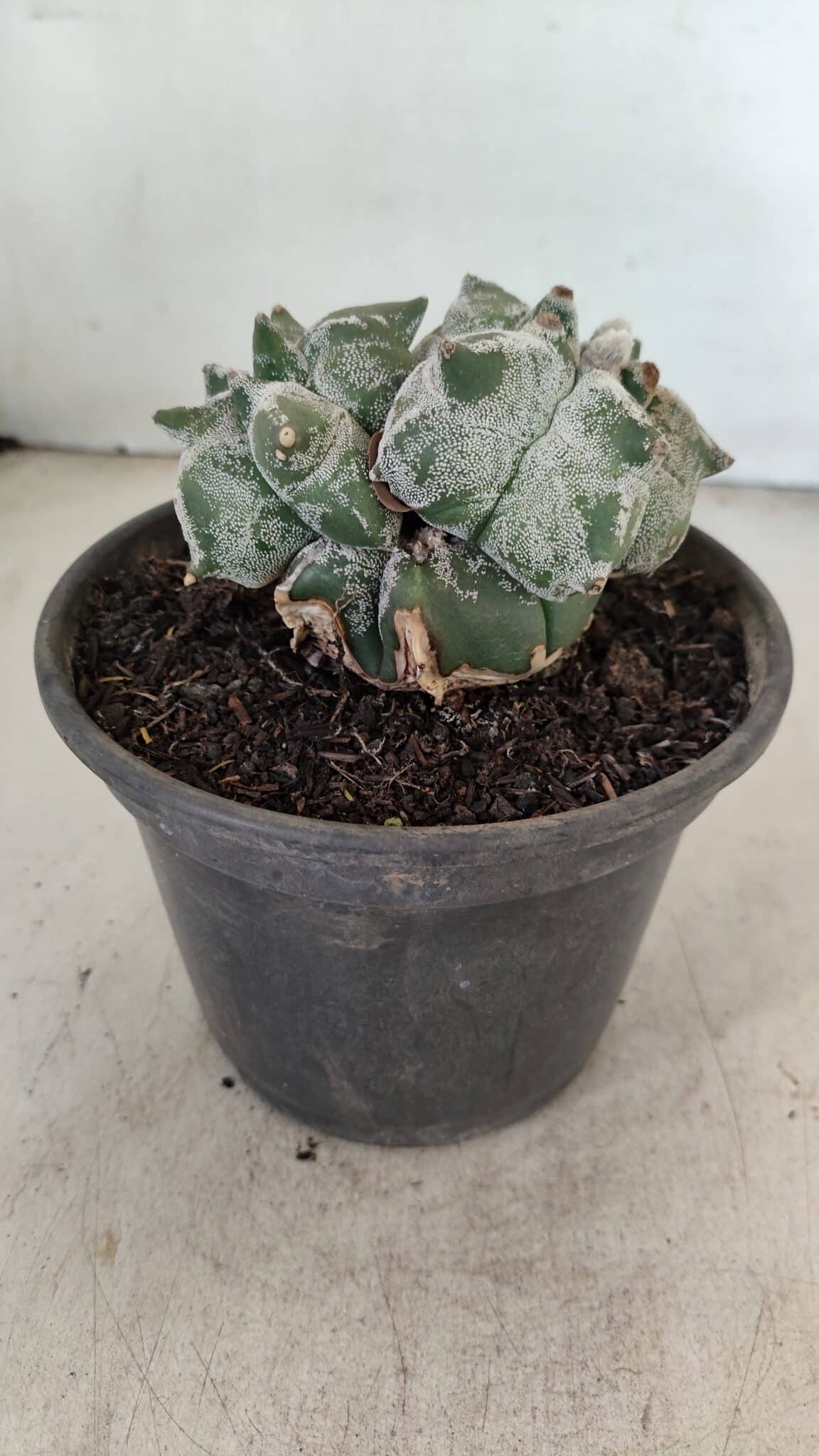 MATRIZ ASTROPHYTUM cv KIKKO "Colonia" Nº 1041 – vaso 15 - foto 6