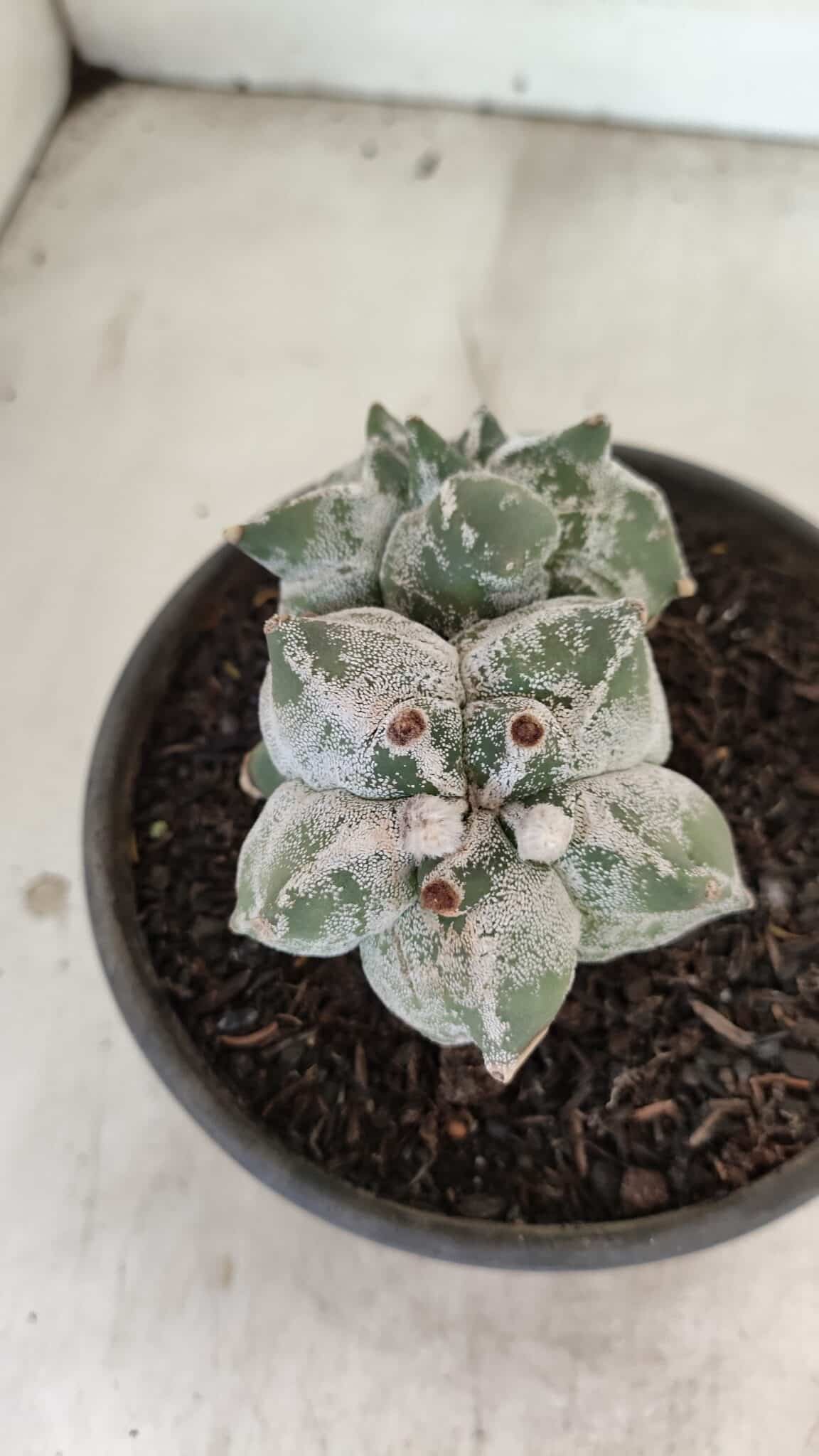 MATRIZ ASTROPHYTUM cv KIKKO "Colonia" Nº 1041 – vaso 15 - foto 5