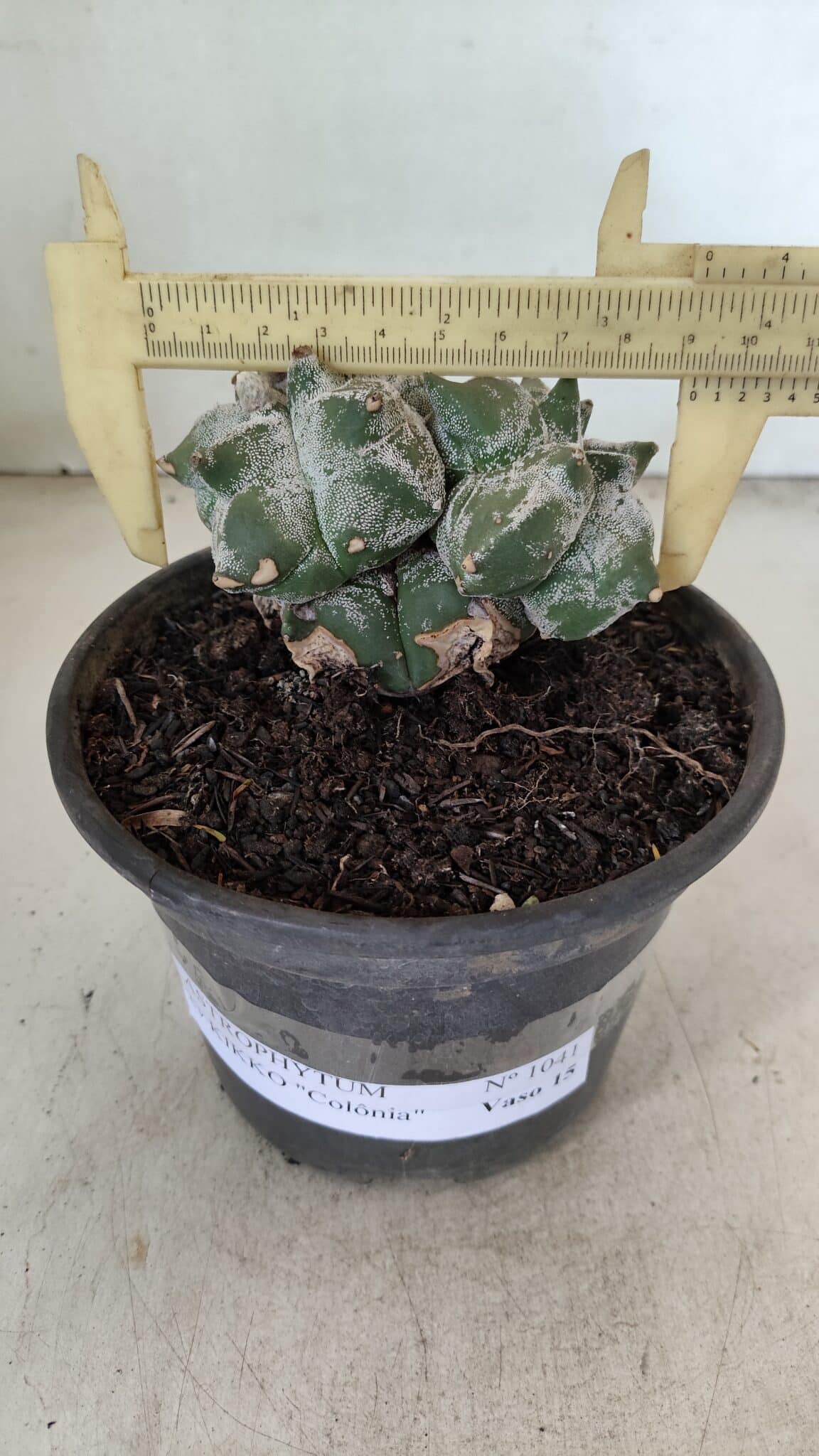 MATRIZ ASTROPHYTUM cv KIKKO "Colonia" Nº 1041 – vaso 15 - foto 4