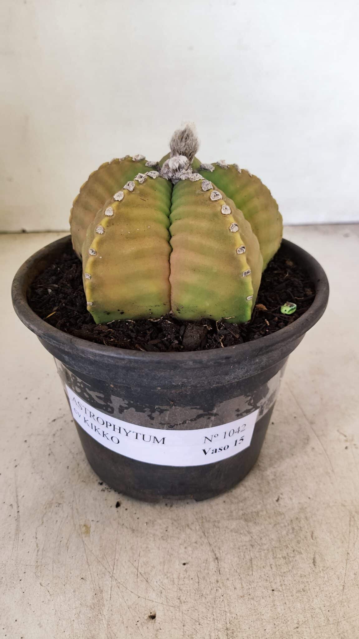 MATRIZ ASTROPHYTUM cv KIKKO Nº 1042 – vaso 15 - foto 2