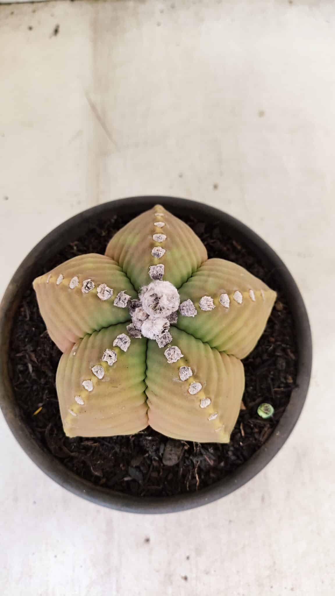 MATRIZ ASTROPHYTUM cv KIKKO Nº 1042 – vaso 15 - foto 3
