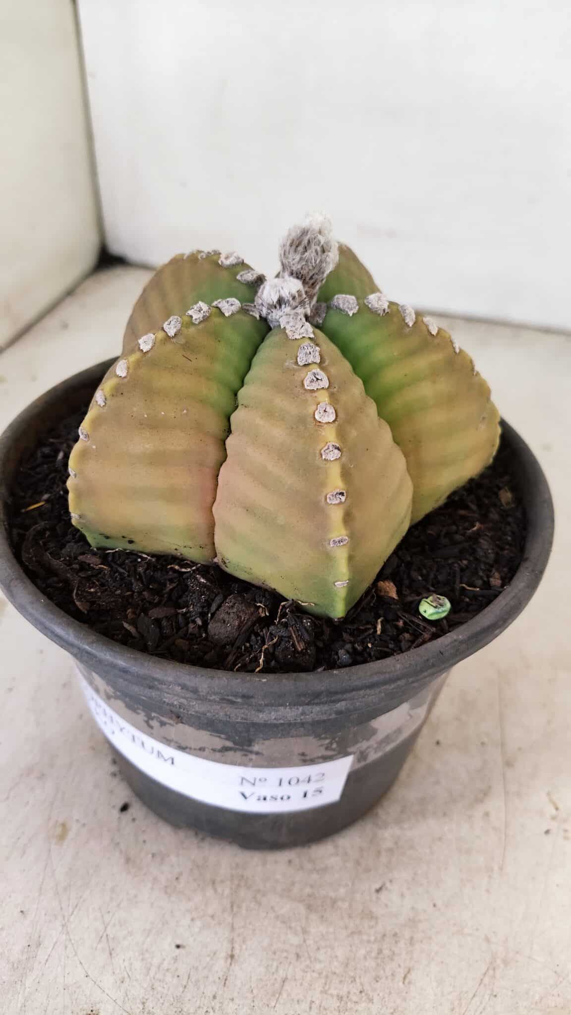 MATRIZ ASTROPHYTUM cv KIKKO Nº 1042 – vaso 15 - foto 8