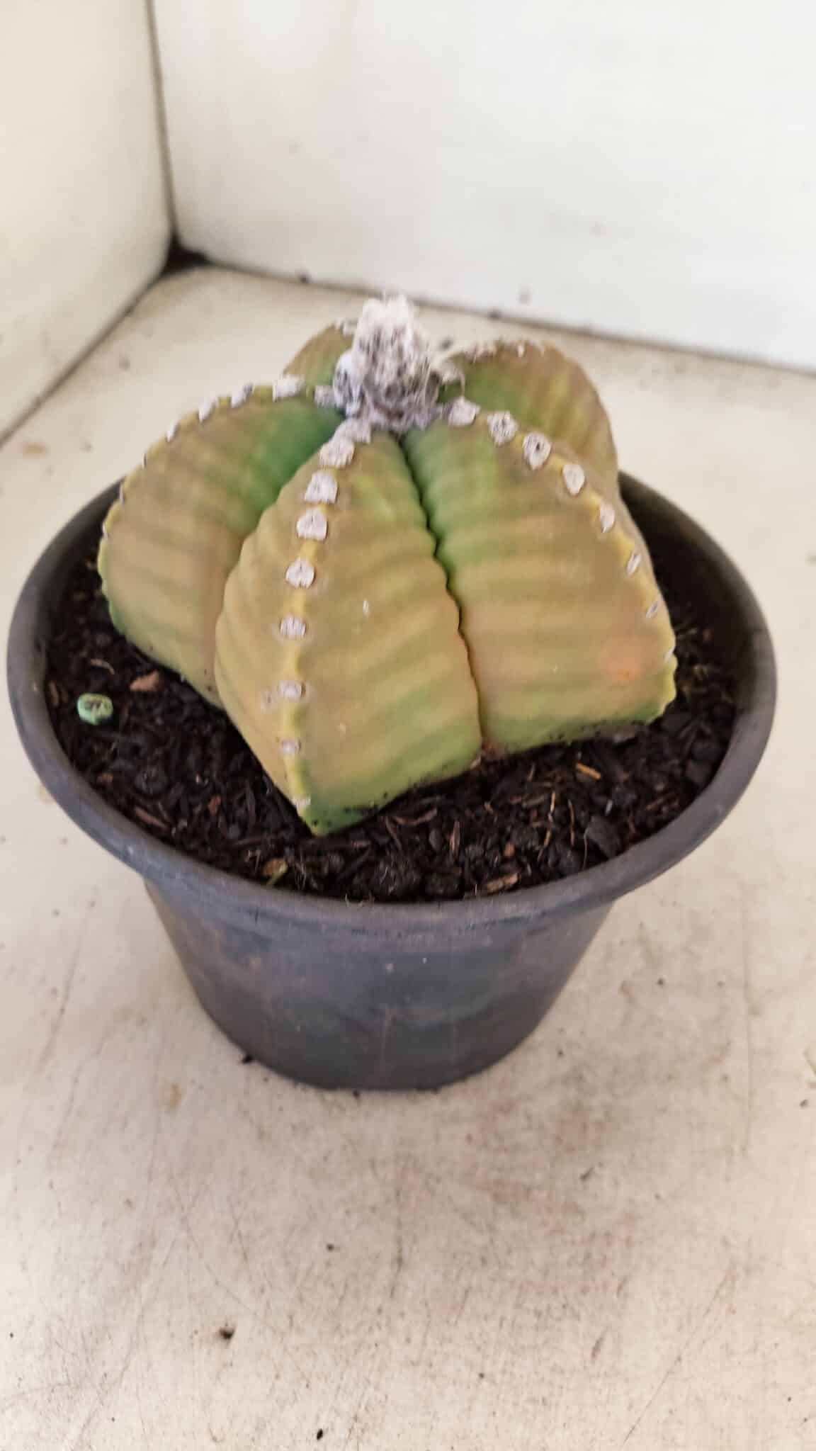 MATRIZ ASTROPHYTUM cv KIKKO Nº 1042 – vaso 15 - foto 7