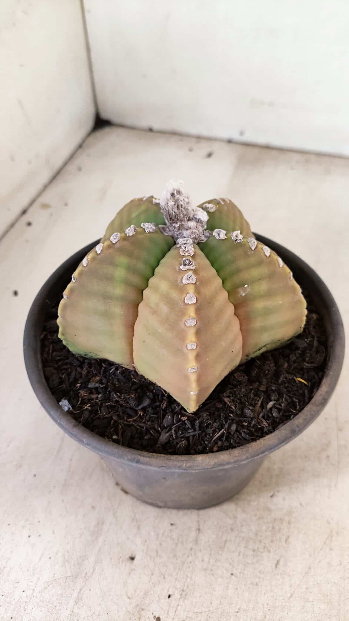 MATRIZ ASTROPHYTUM cv KIKKO Nº 1042 – vaso 15 - foto 6