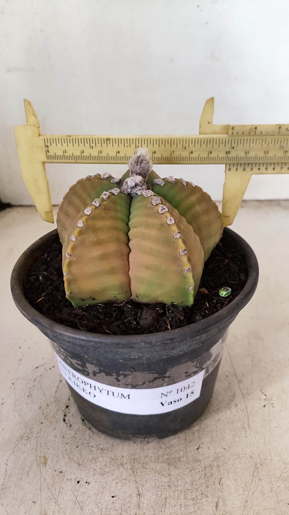MATRIZ ASTROPHYTUM cv KIKKO Nº 1042 – vaso 15 - foto 4