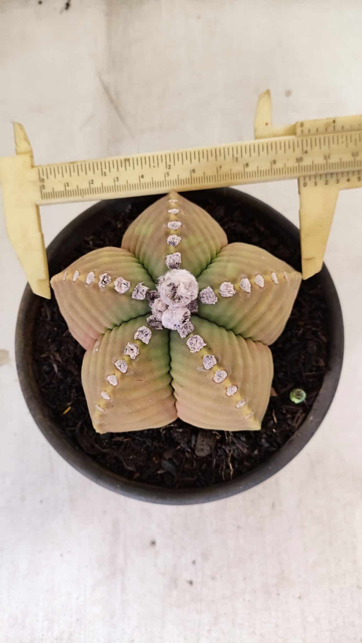 MATRIZ ASTROPHYTUM cv KIKKO Nº 1042 – vaso 15 - foto 5