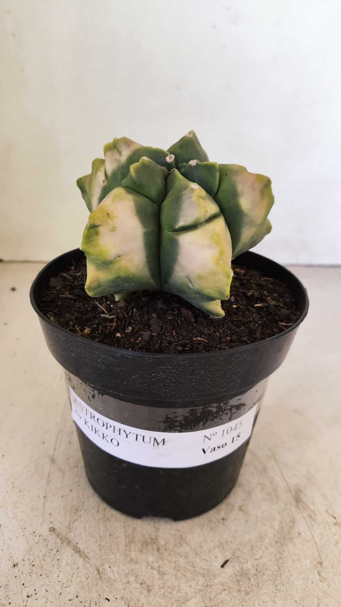 MATRIZ ASTROPHYTUM cv KIKKO "Variegata" Nº 1045 – vaso 15 - foto 2