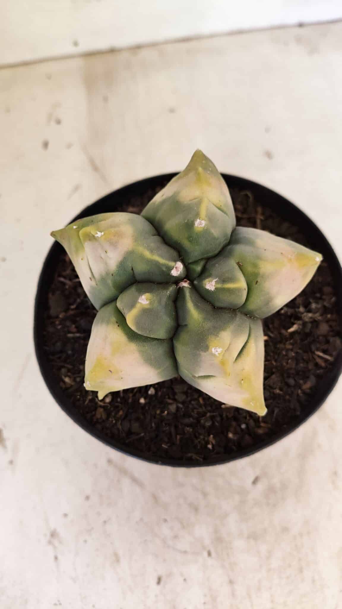 MATRIZ ASTROPHYTUM cv KIKKO "Variegata" Nº 1045 – vaso 15 - foto 3