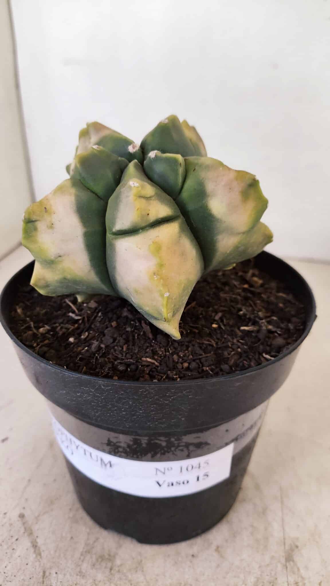 MATRIZ ASTROPHYTUM cv KIKKO "Variegata" Nº 1045 – vaso 15 - foto 9