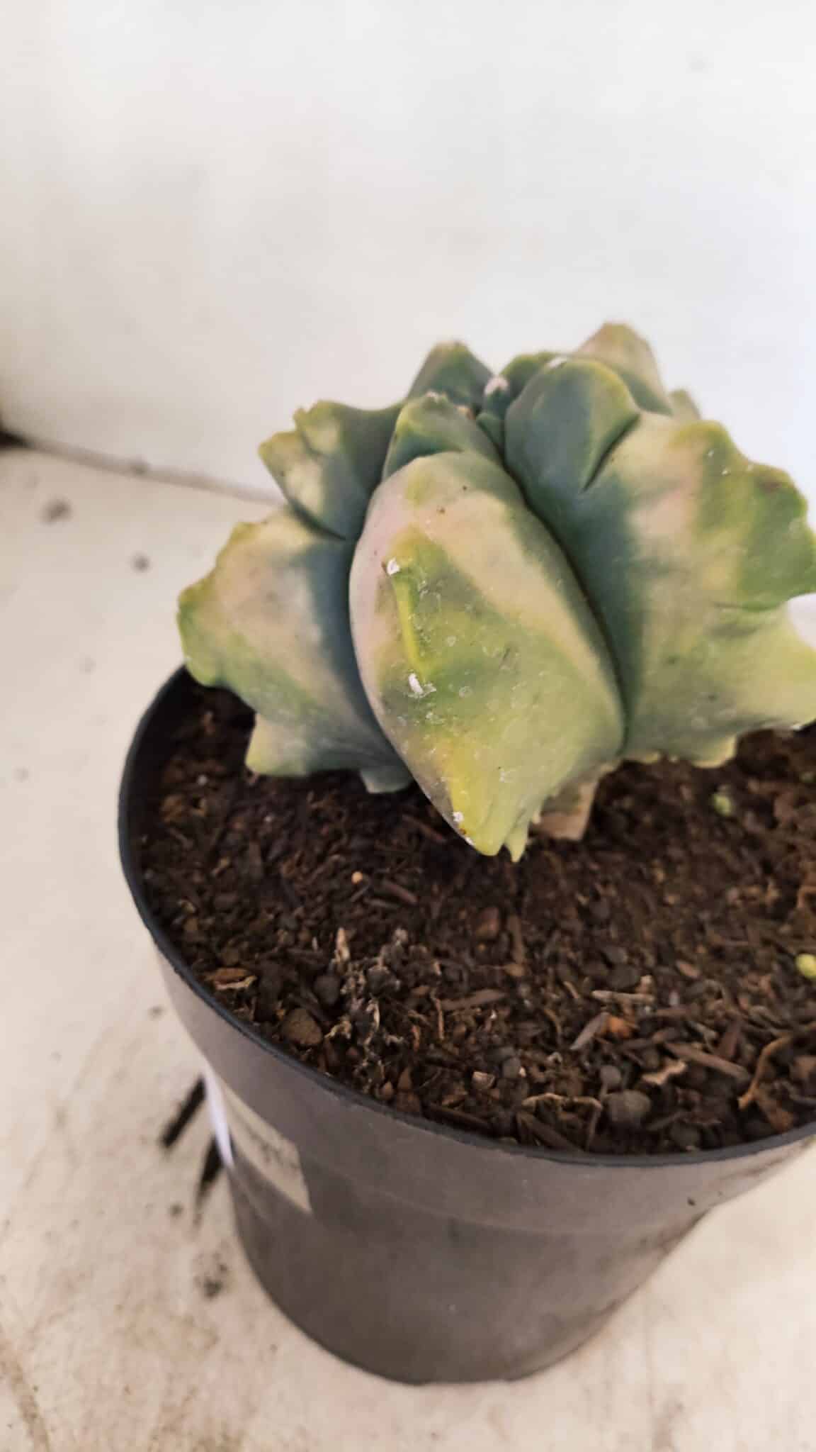 MATRIZ ASTROPHYTUM cv KIKKO "Variegata" Nº 1045 – vaso 15 - foto 8
