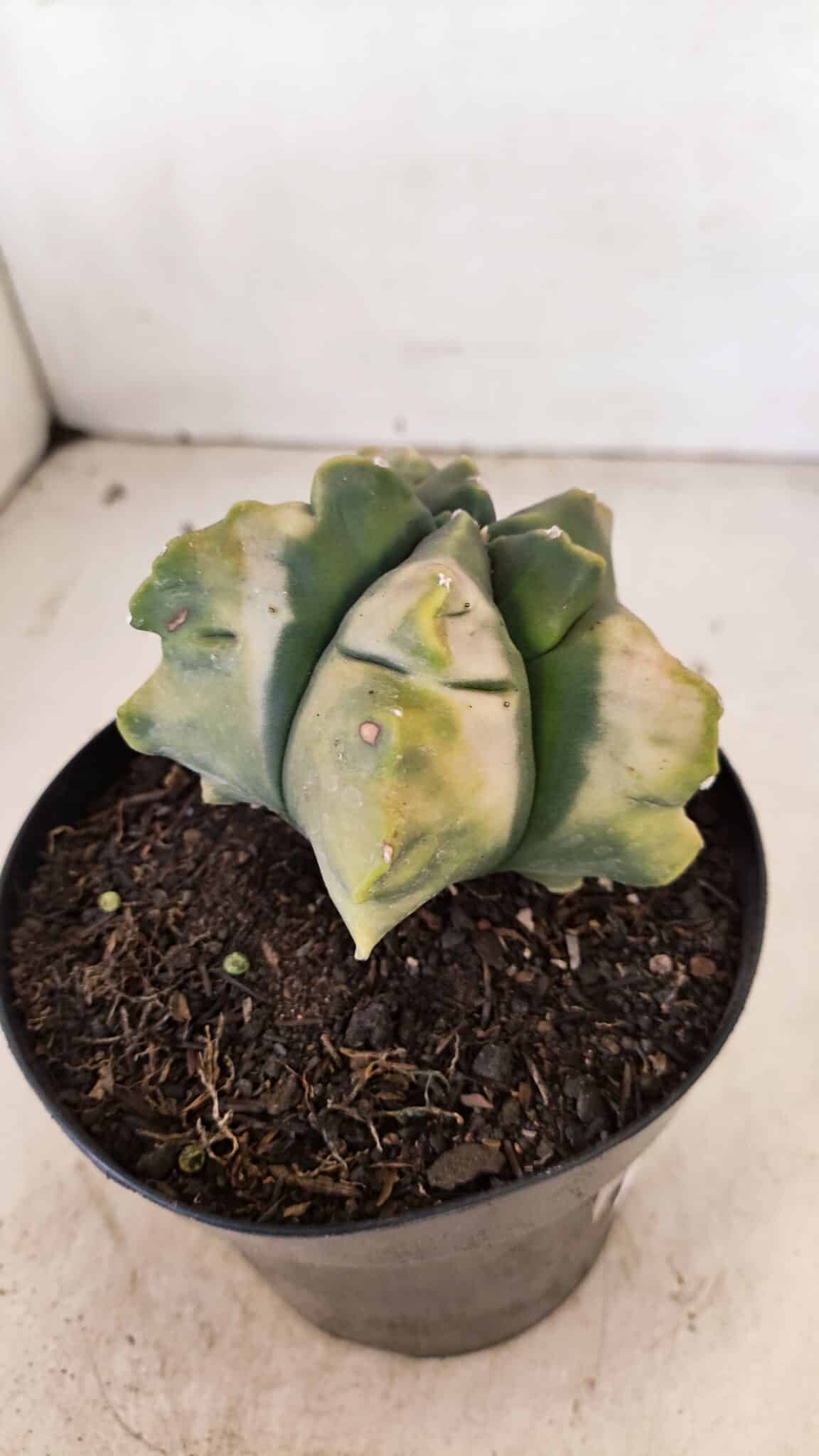 MATRIZ ASTROPHYTUM cv KIKKO "Variegata" Nº 1045 – vaso 15 - foto 7